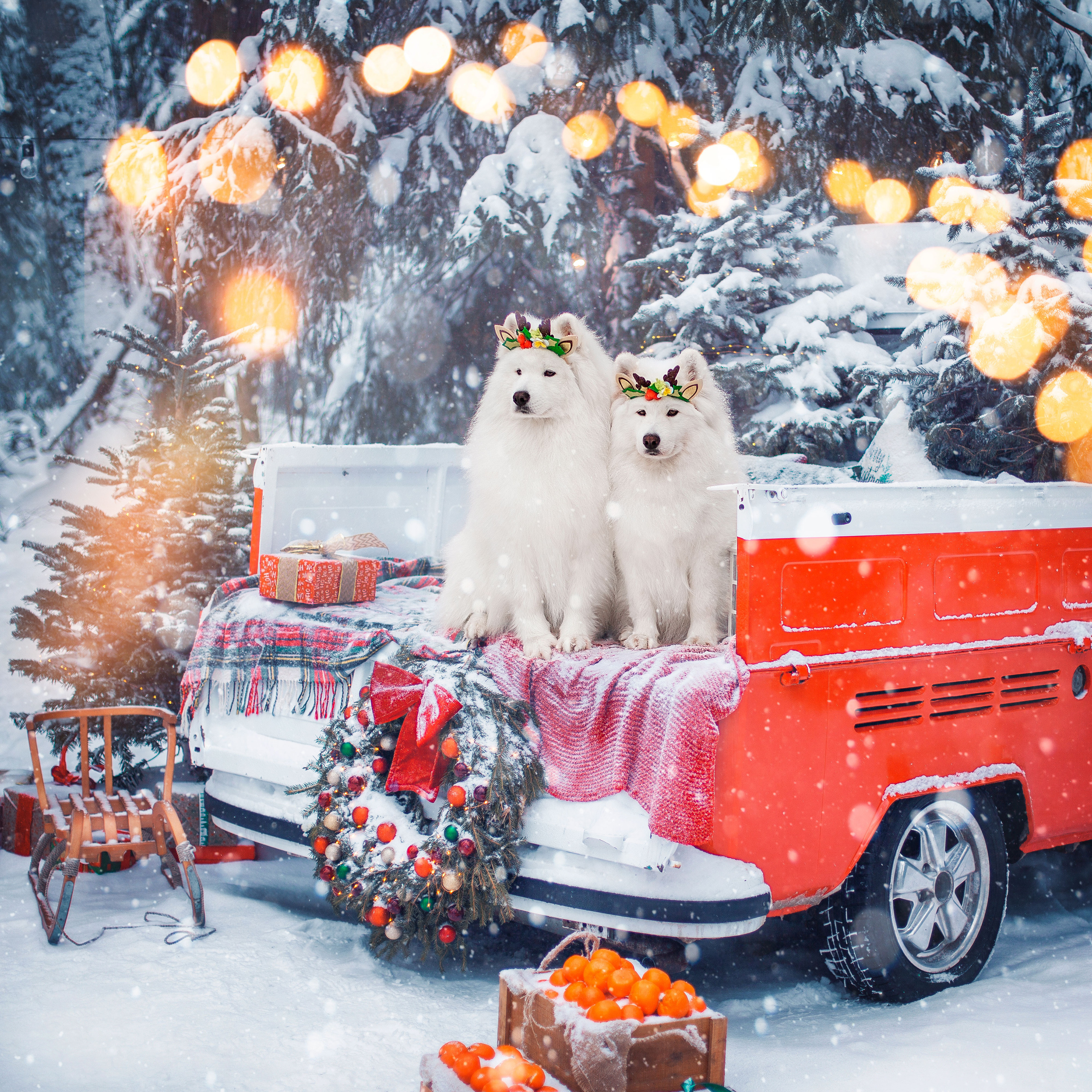 Фото собак, животных зимой. Фотограф анималист в Москве Майорова Евгения