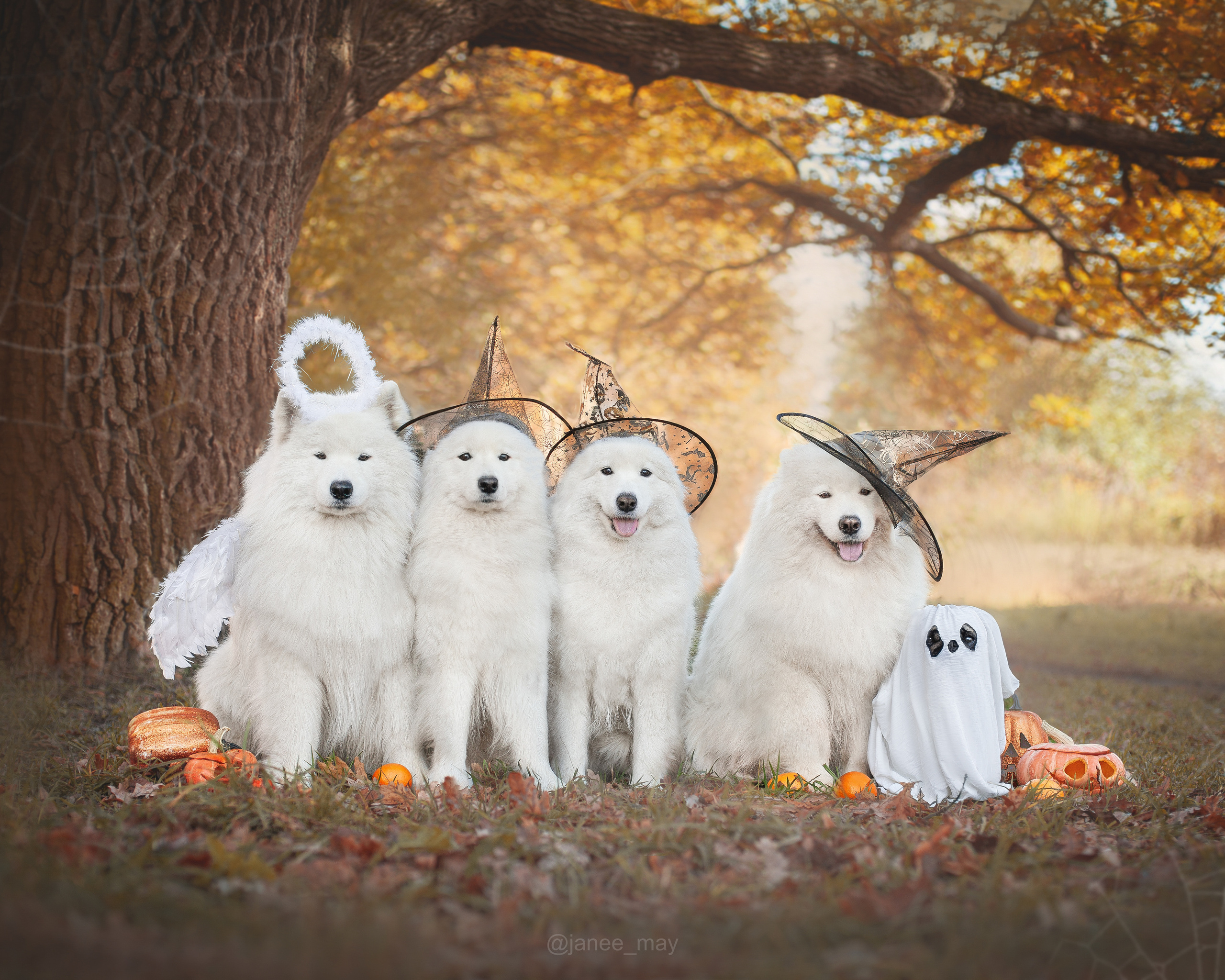 Фото собак, животных осенью. Фотограф анималист в Москве Майорова Евгения