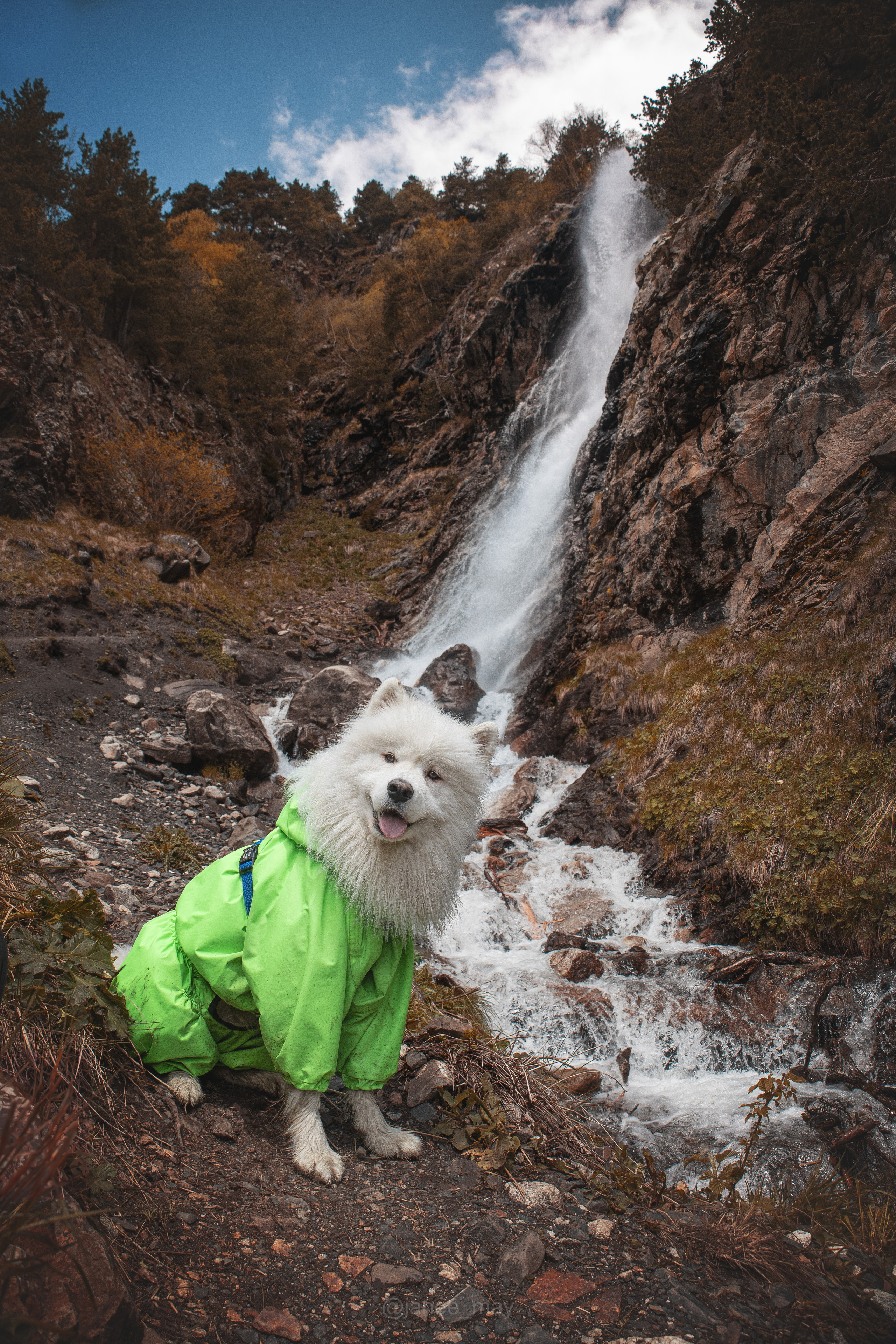 Фото собак, животных осенью. Фотограф анималист в Москве Майорова Евгения