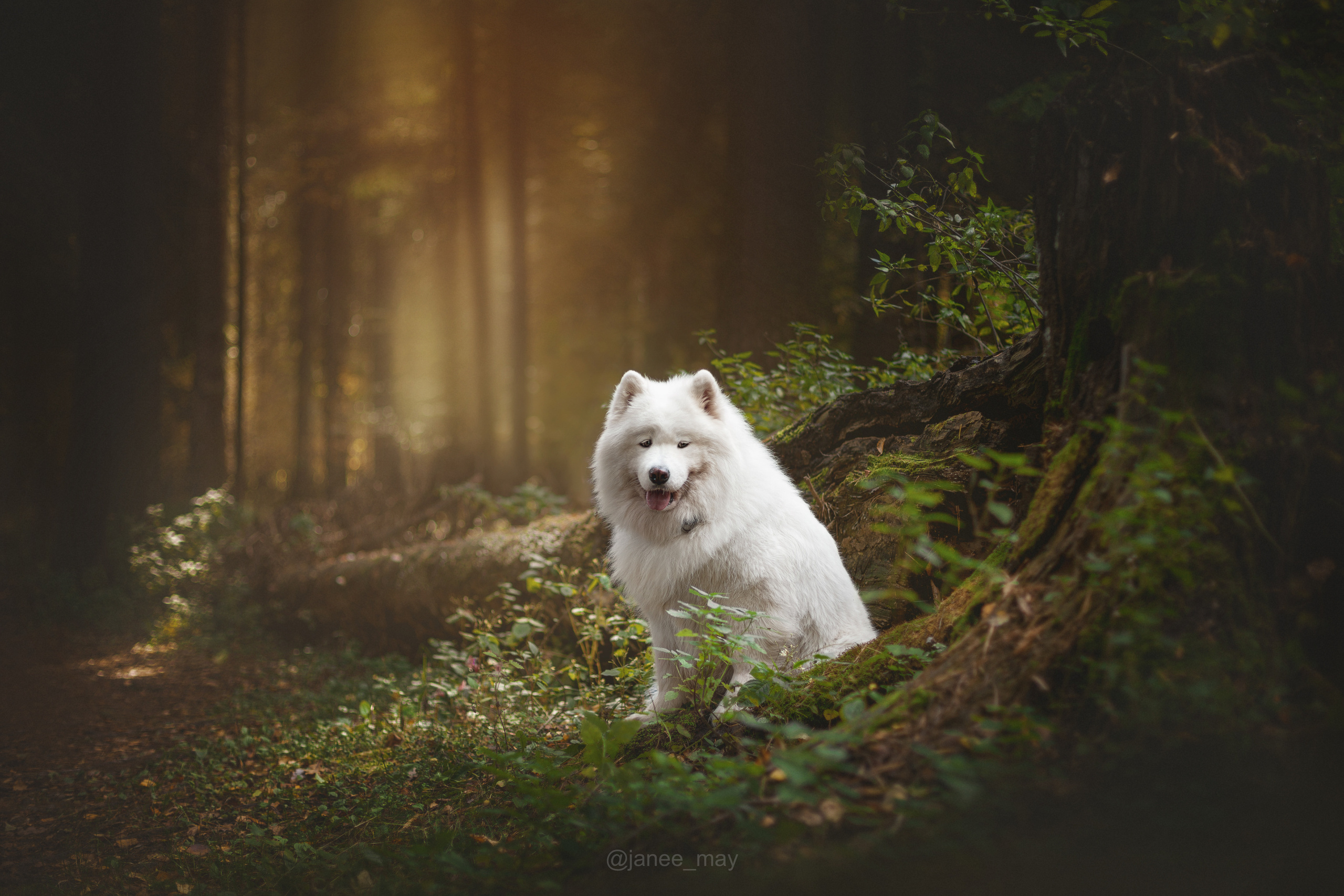 Фото собак, животных летом. Фотограф анималист в Москве Майорова Евгения
