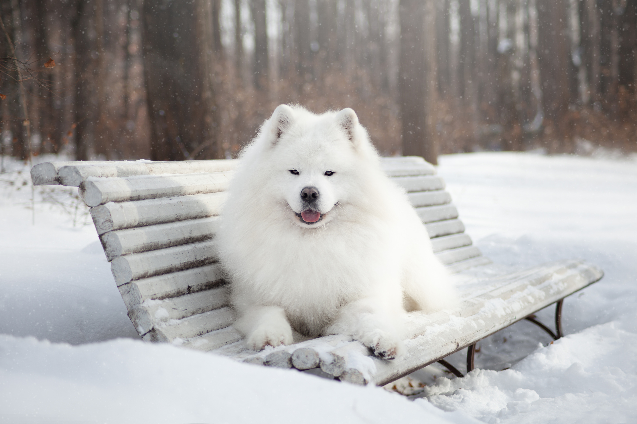 Фото собак, животных зимой. Фотограф анималист в Москве Майорова Евгения
