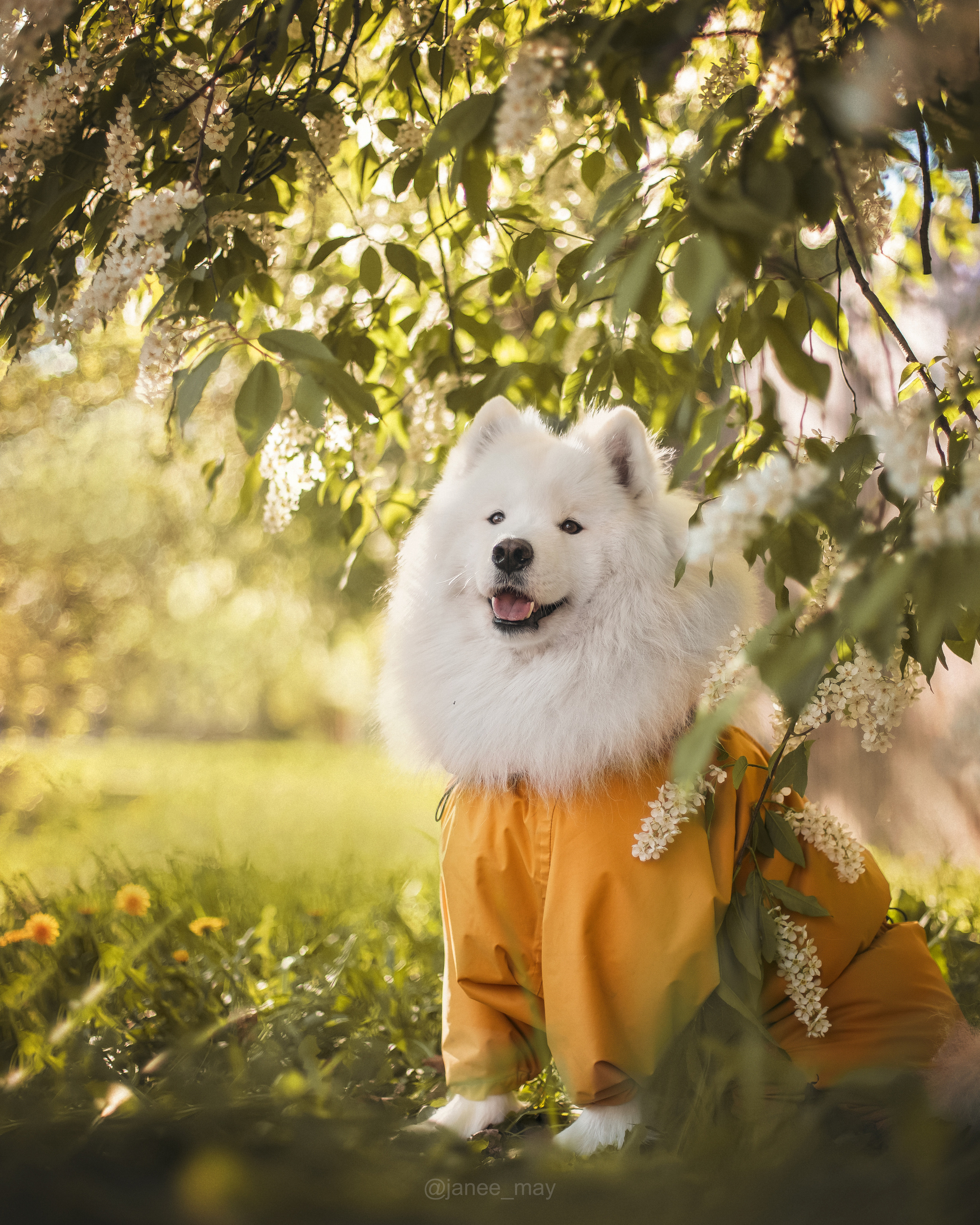 Фото собак, животных весной. Фотограф анималист в Москве Майорова Евгения