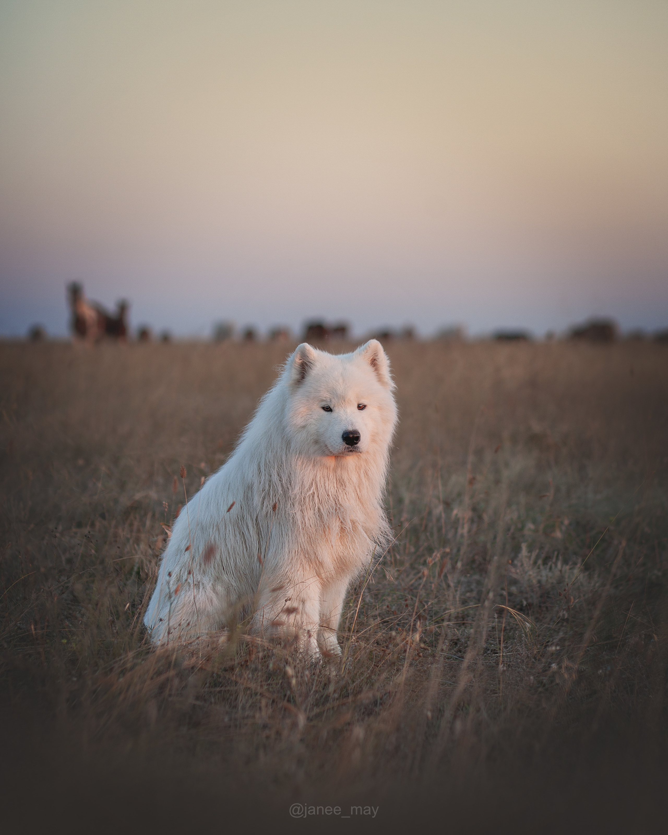 Фото собак, животных летом. Фотограф анималист в Москве Майорова Евгения