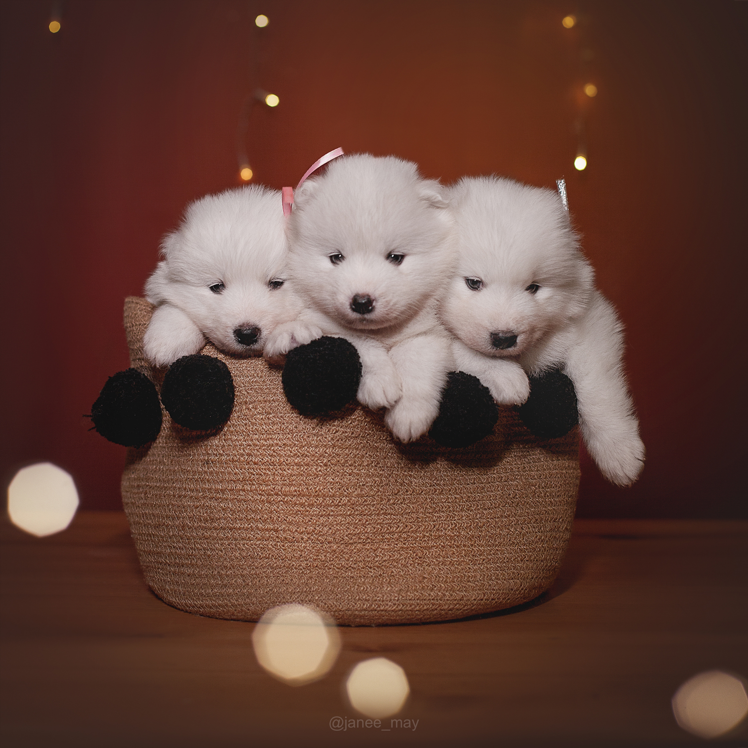 Фотосъемка щенков. Фотограф анималист в Москве Майорова Евгения