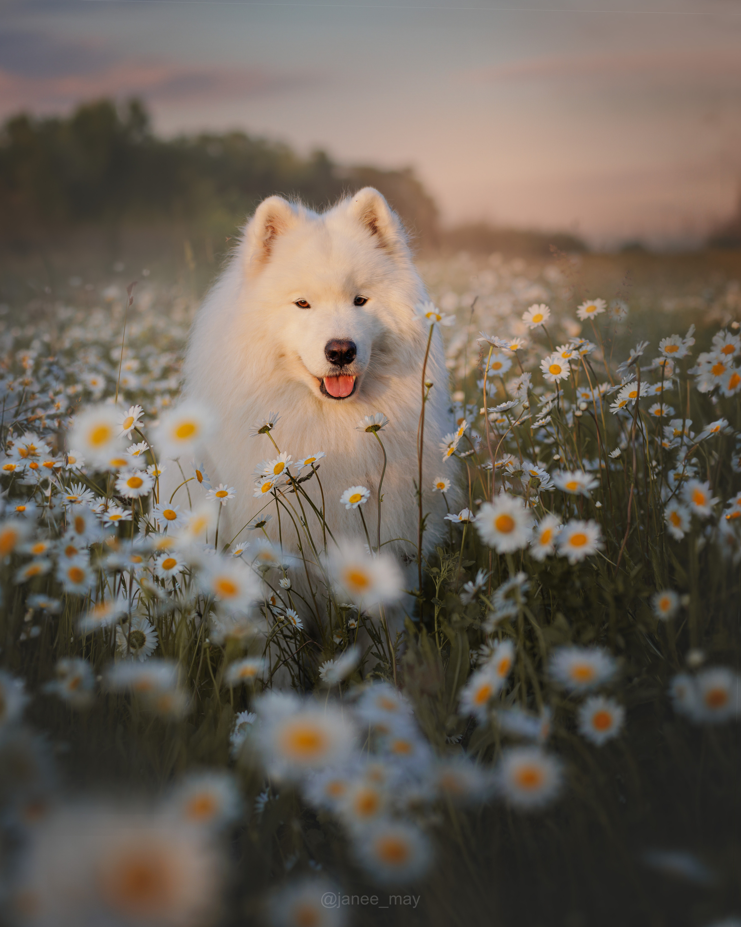 Фото собак, животных весной. Фотограф анималист в Москве Майорова Евгения