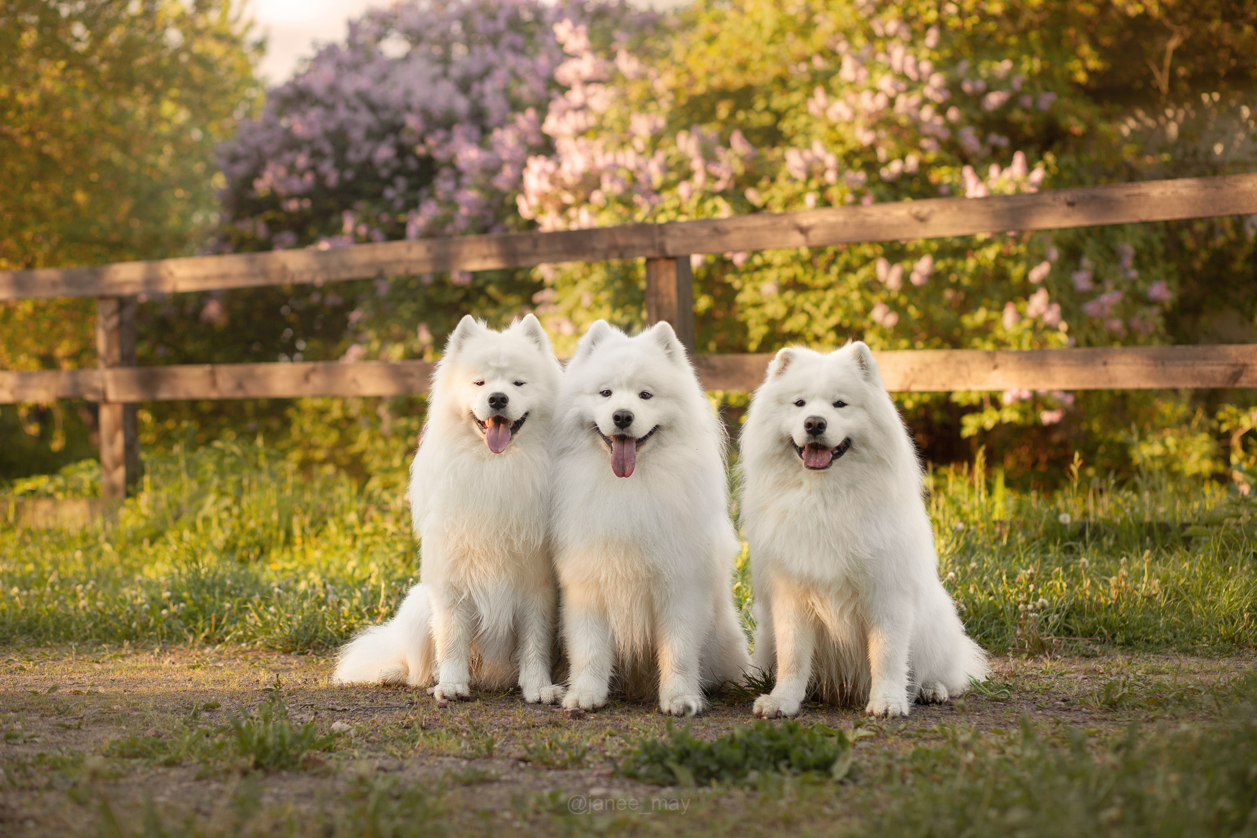Фото собак, животных летом. Фотограф анималист в Москве Майорова Евгения