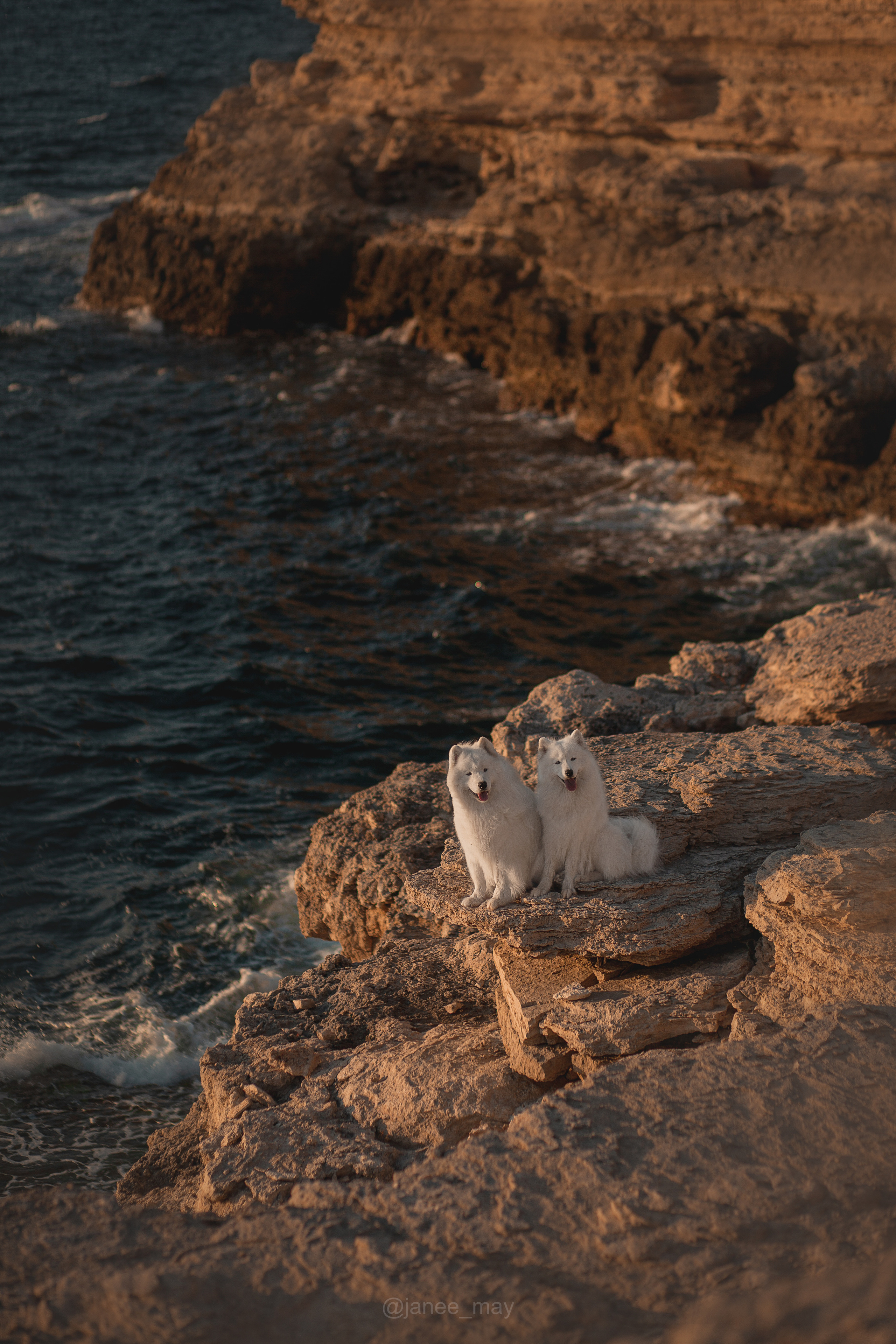 Фото собак, животных летом. Фотограф анималист в Москве Майорова Евгения