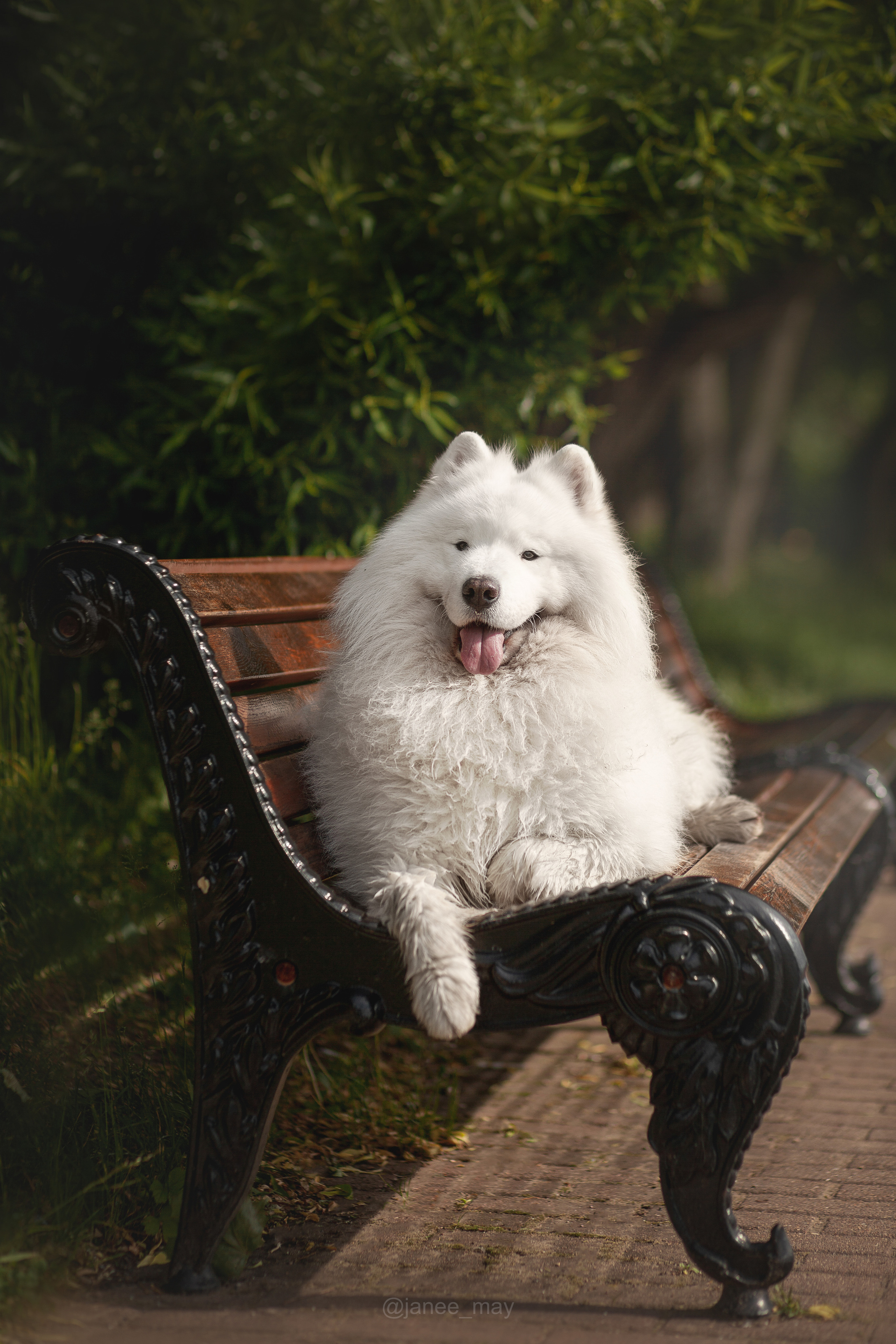 Фото собак, животных летом. Фотограф анималист в Москве Майорова Евгения