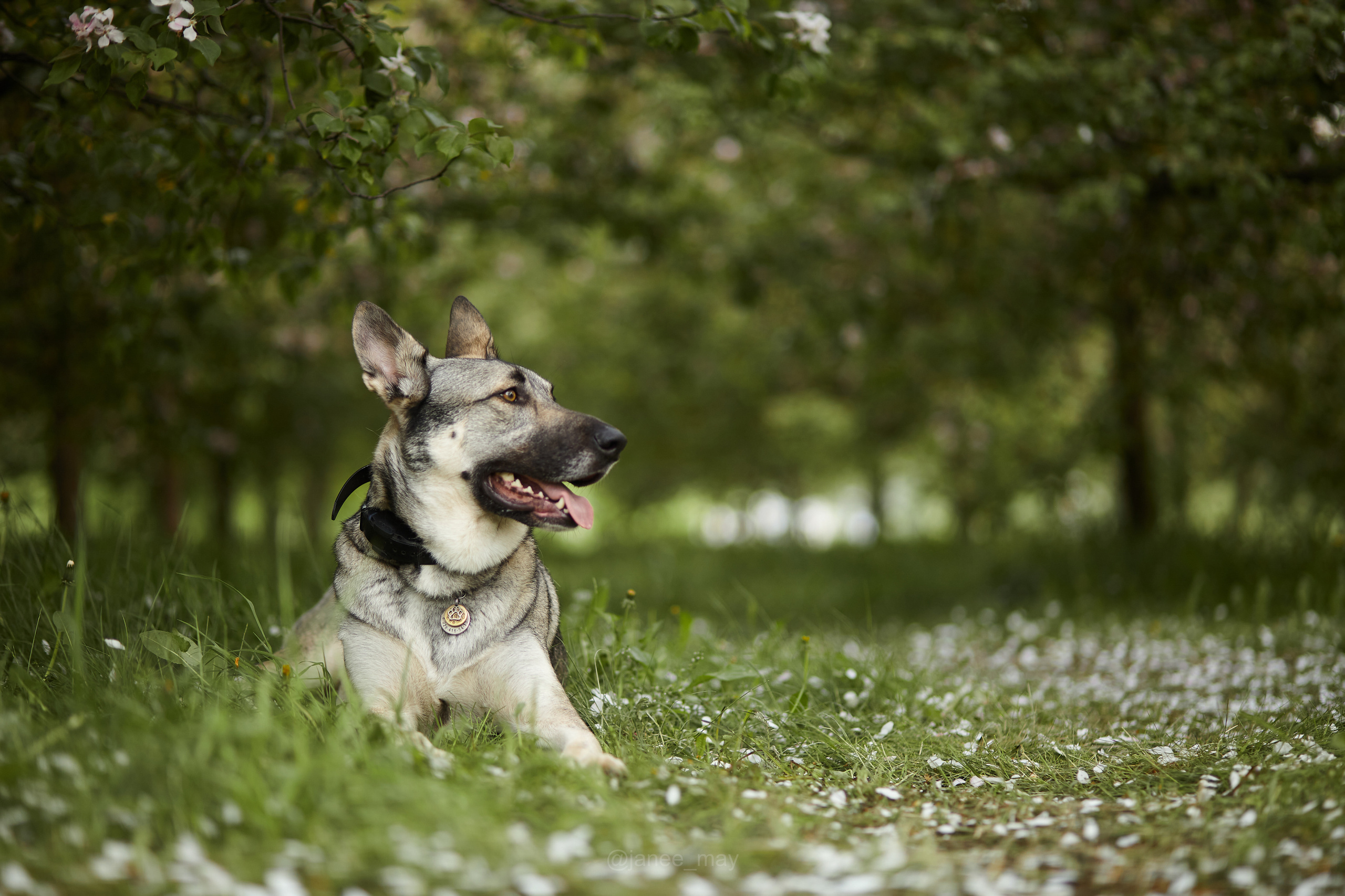 Фото собак, животных весной. Фотограф анималист в Москве Майорова Евгения