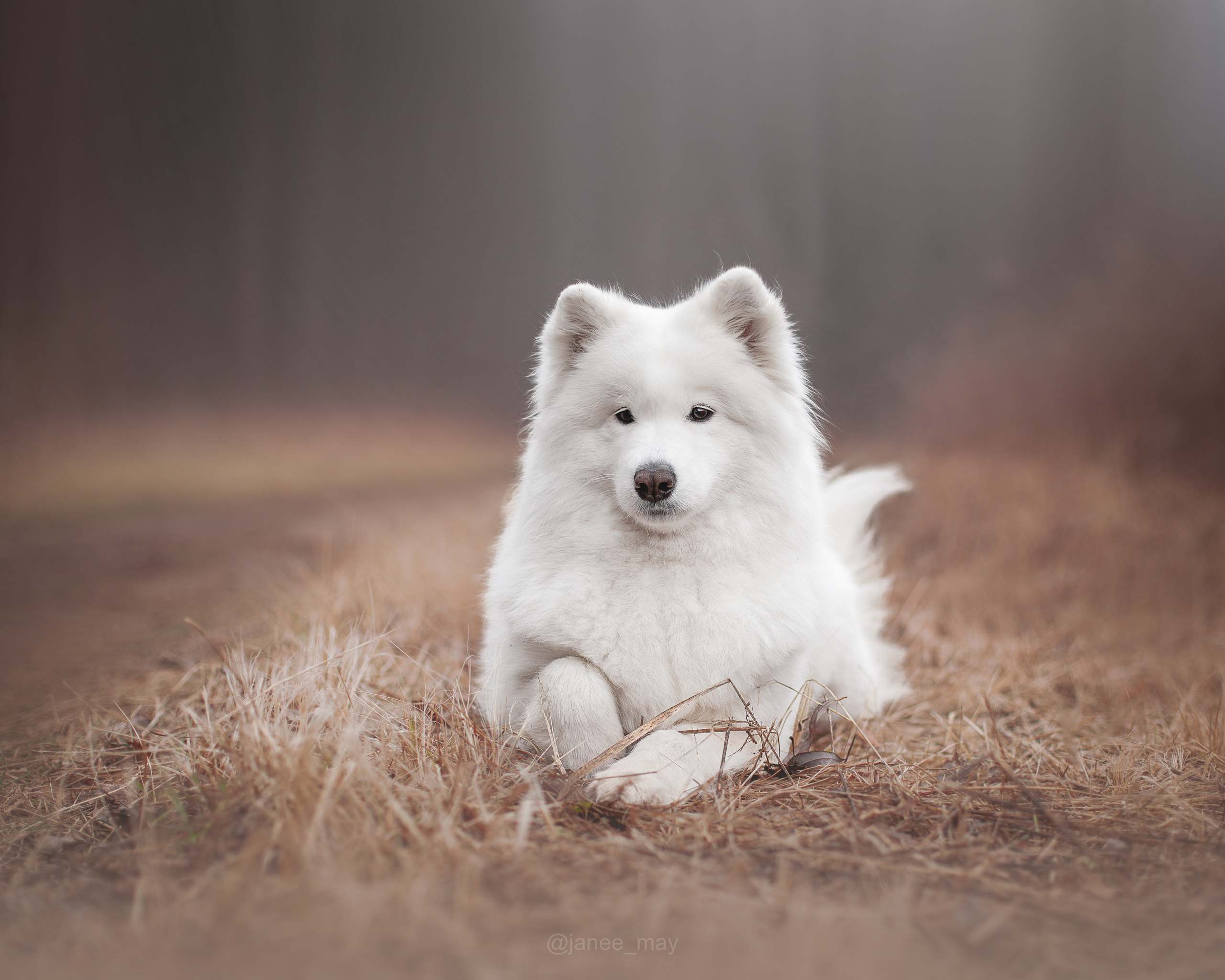 Фото собак, животных осенью. Фотограф анималист в Москве Майорова Евгения