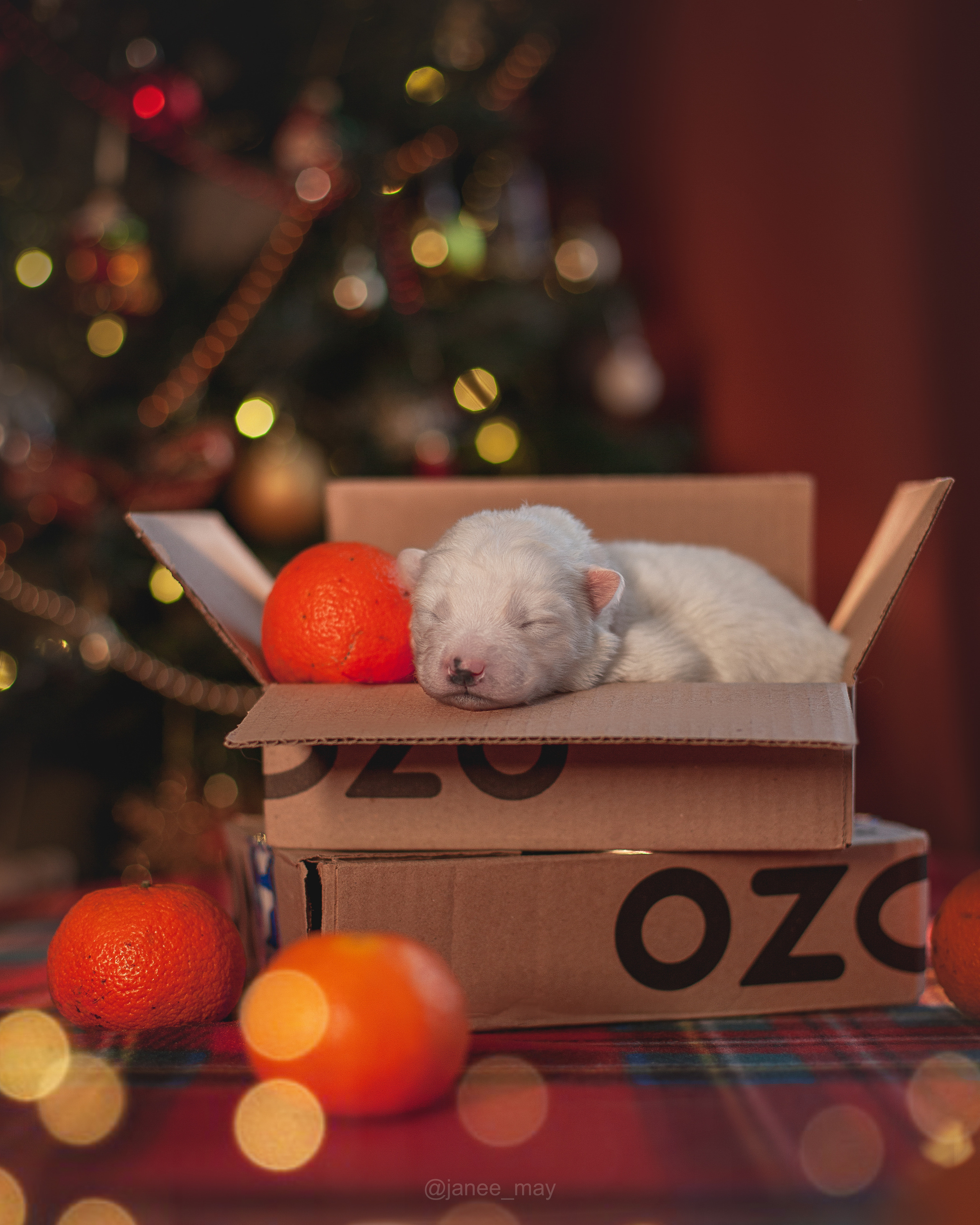 Фотосъемка щенков. Фотограф анималист в Москве Майорова Евгения