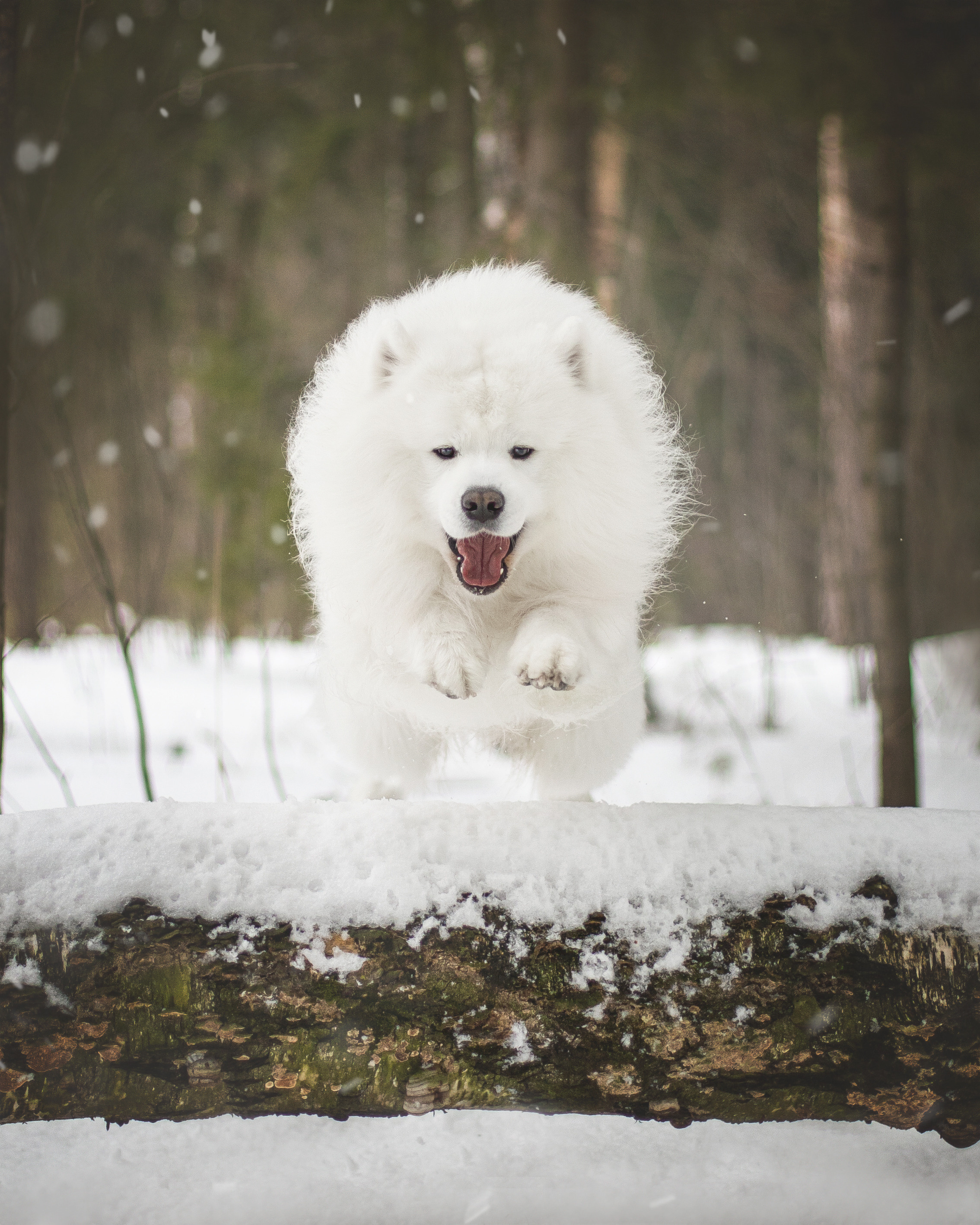 Фото собак, животных зимой. Фотограф анималист в Москве Майорова Евгения