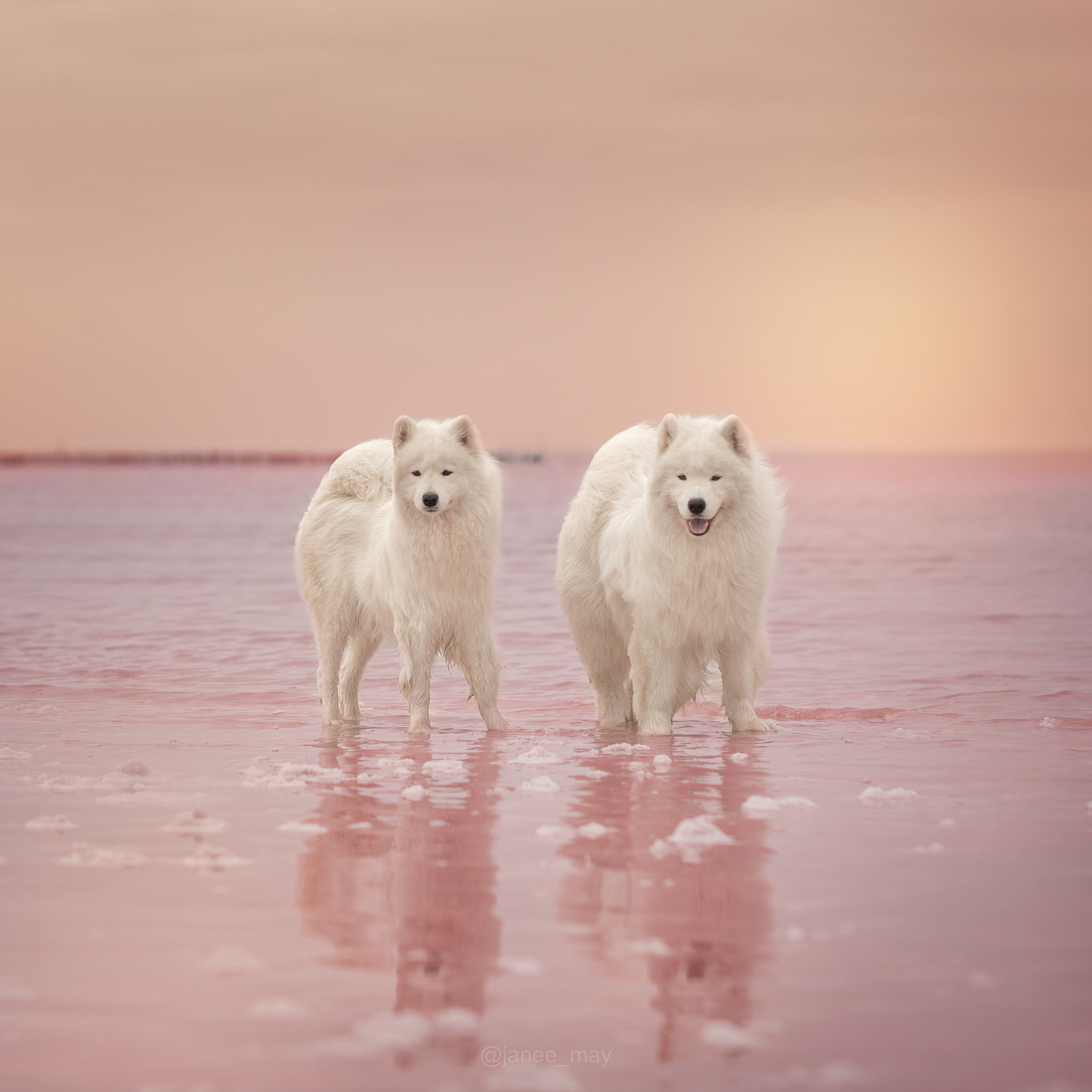 Фото собак, животных весной. Фотограф анималист в Москве Майорова Евгения