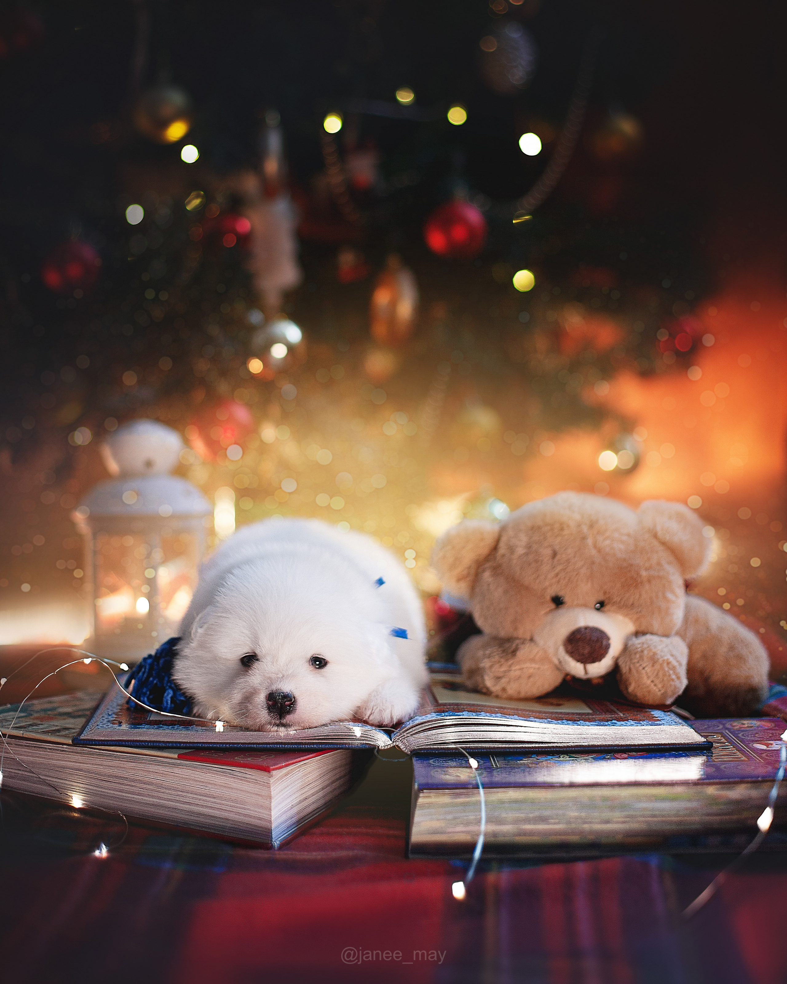 Фотосъемка щенков. Фотограф анималист в Москве Майорова Евгения