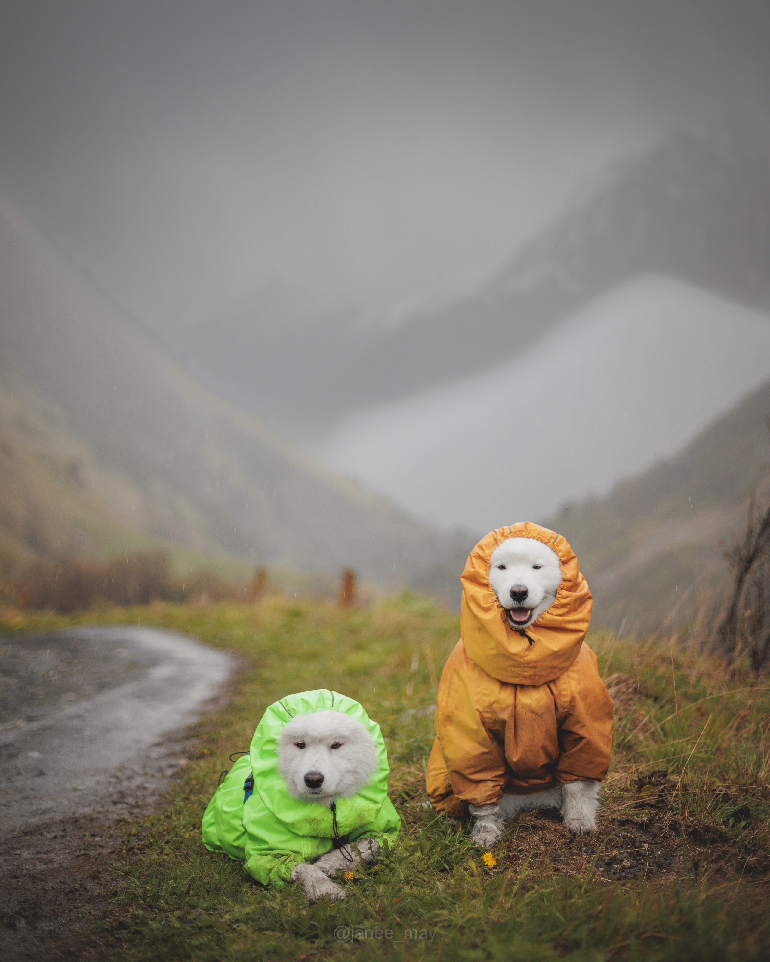 Фото собак, животных летом. Фотограф анималист в Москве Майорова Евгения
