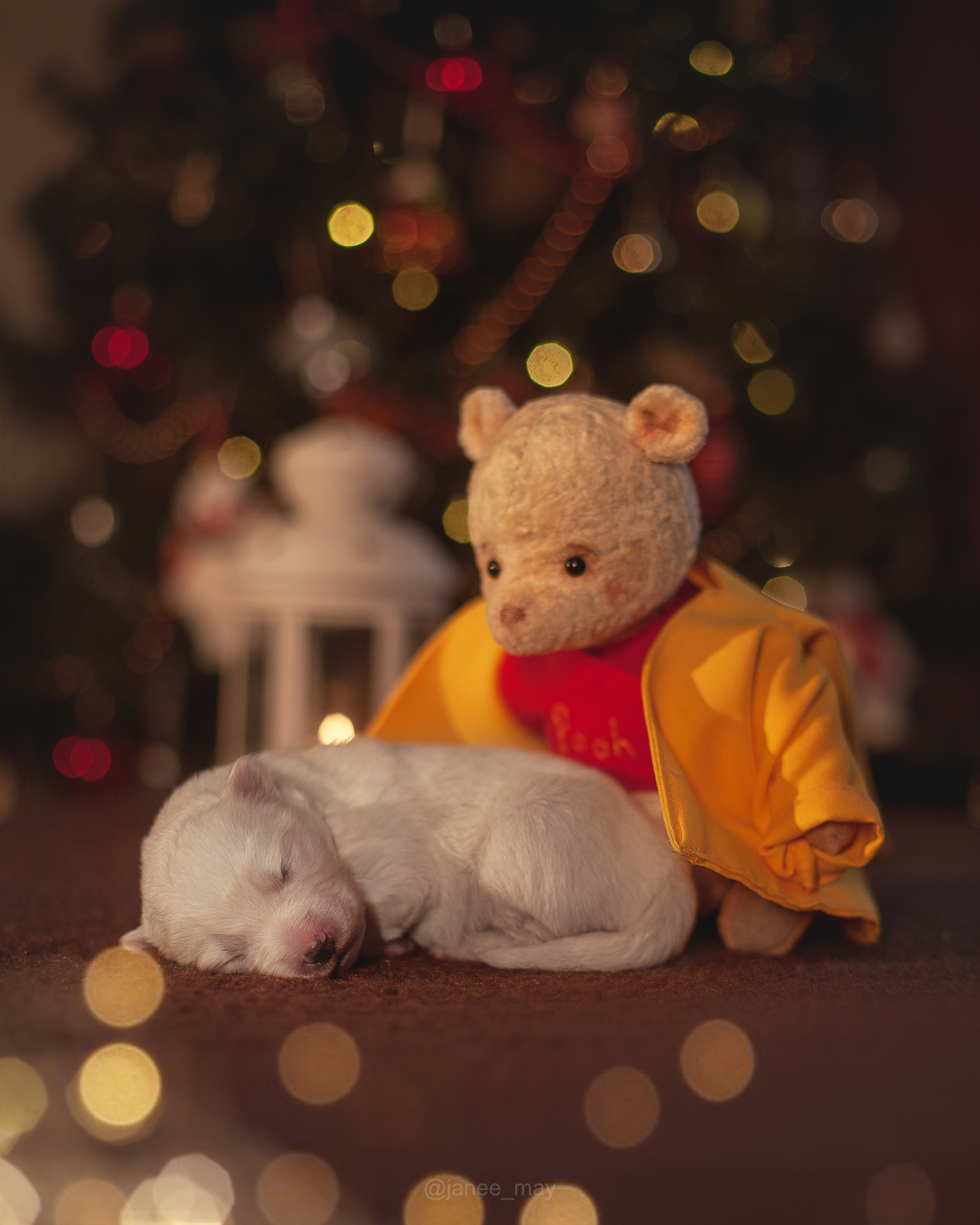 Фотосъемка щенков. Фотограф анималист в Москве Майорова Евгения