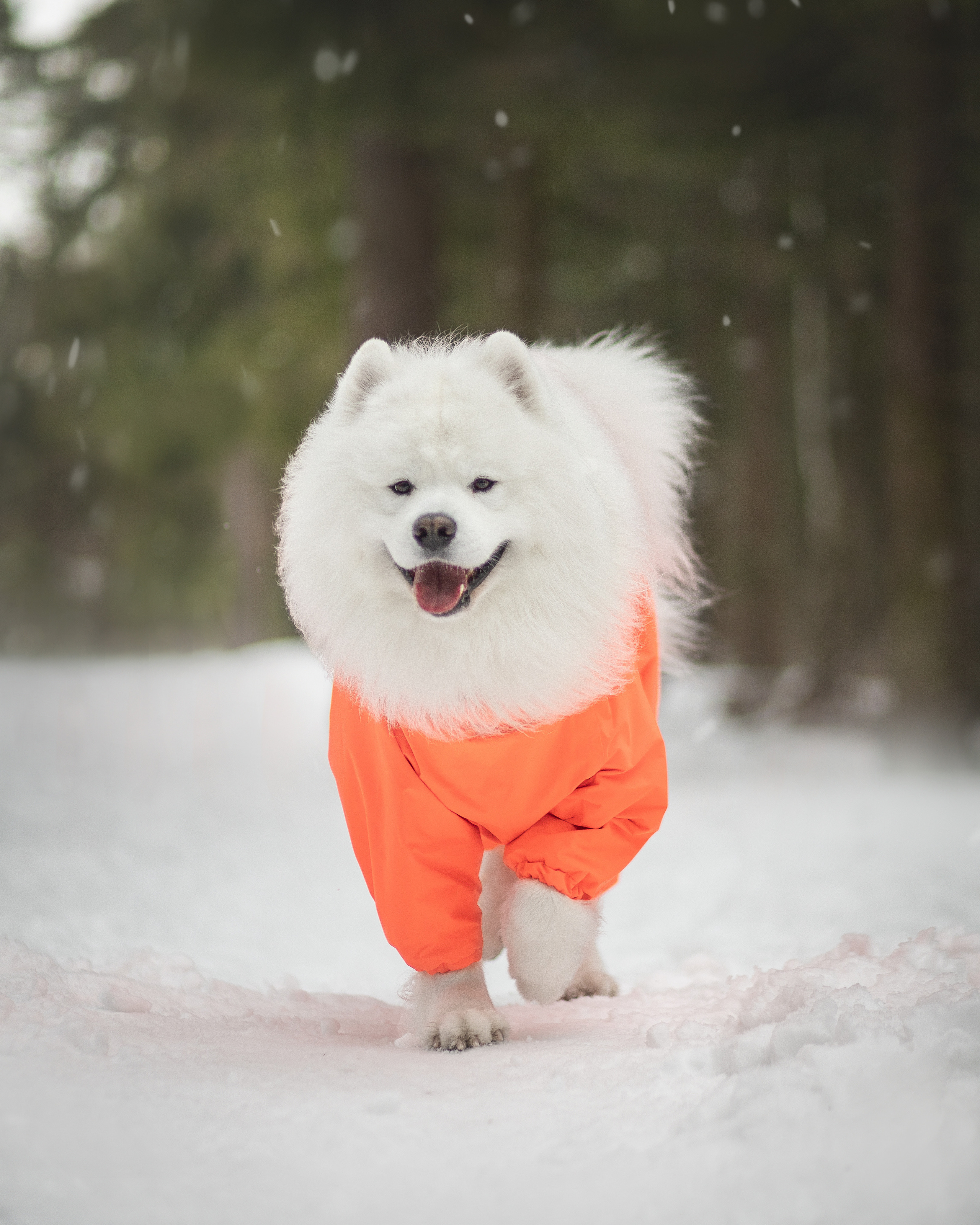 Фото собак, животных зимой. Фотограф анималист в Москве Майорова Евгения