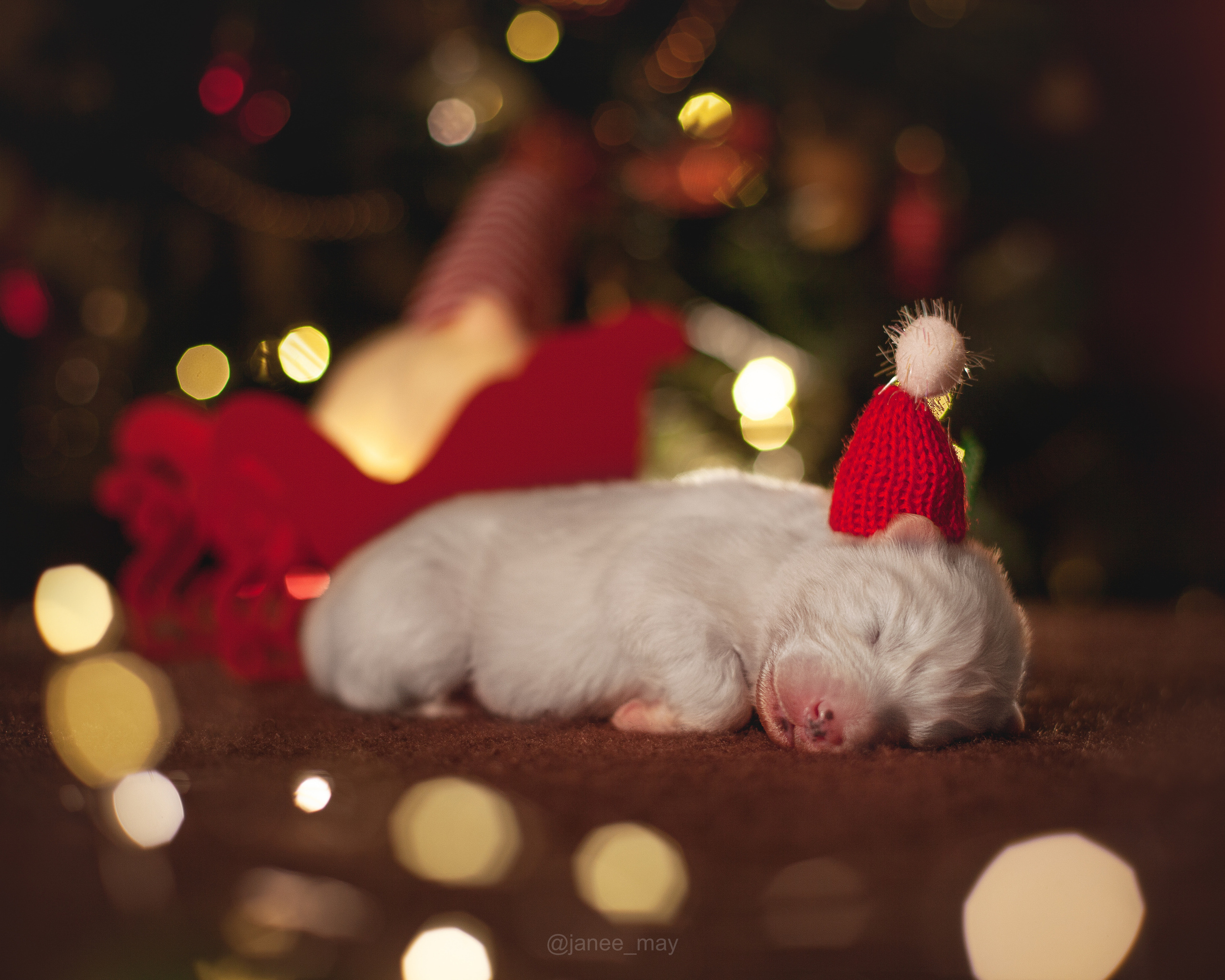 Фотосъемка щенков. Фотограф анималист в Москве Майорова Евгения