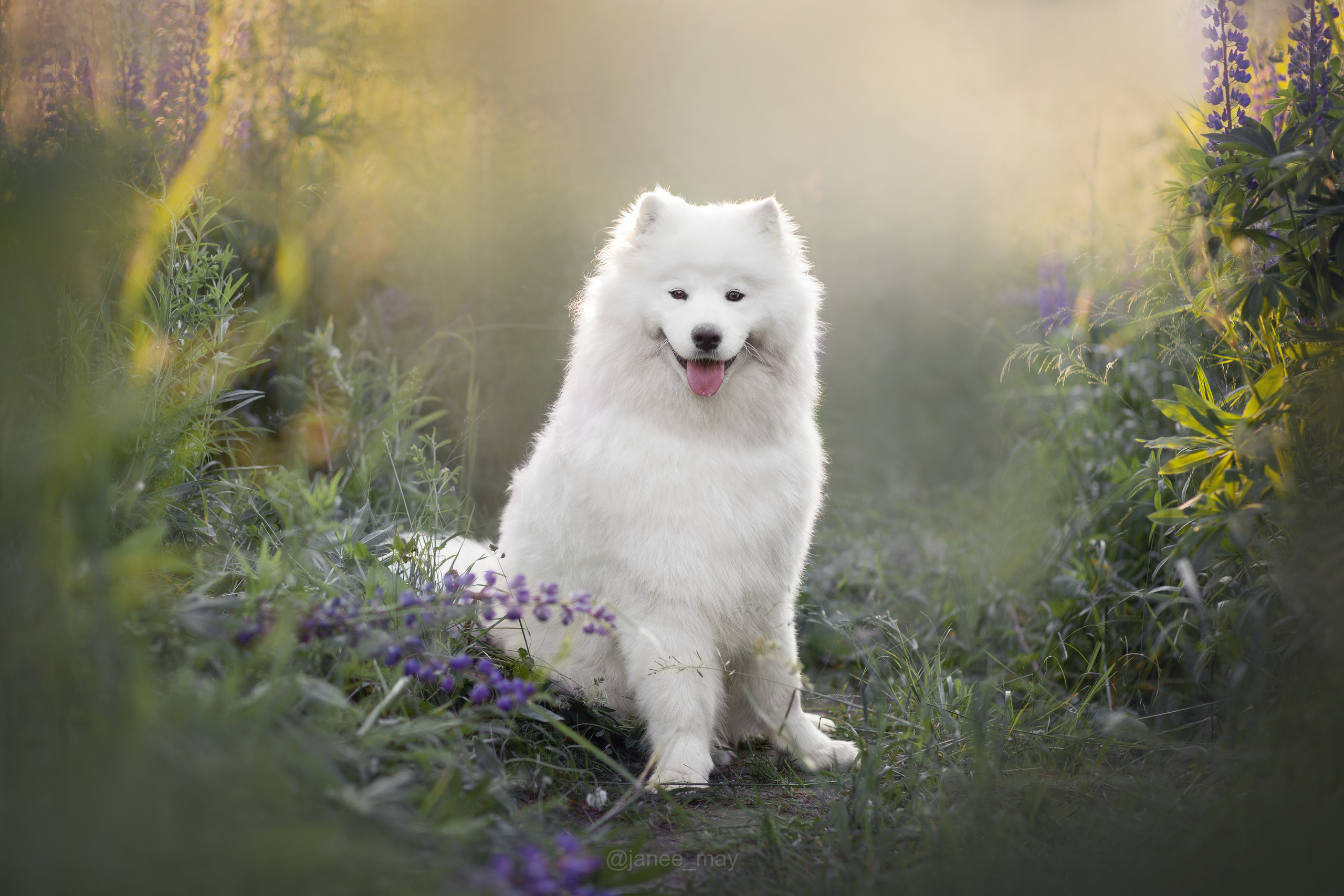 Фото собак, животных летом. Фотограф анималист в Москве Майорова Евгения