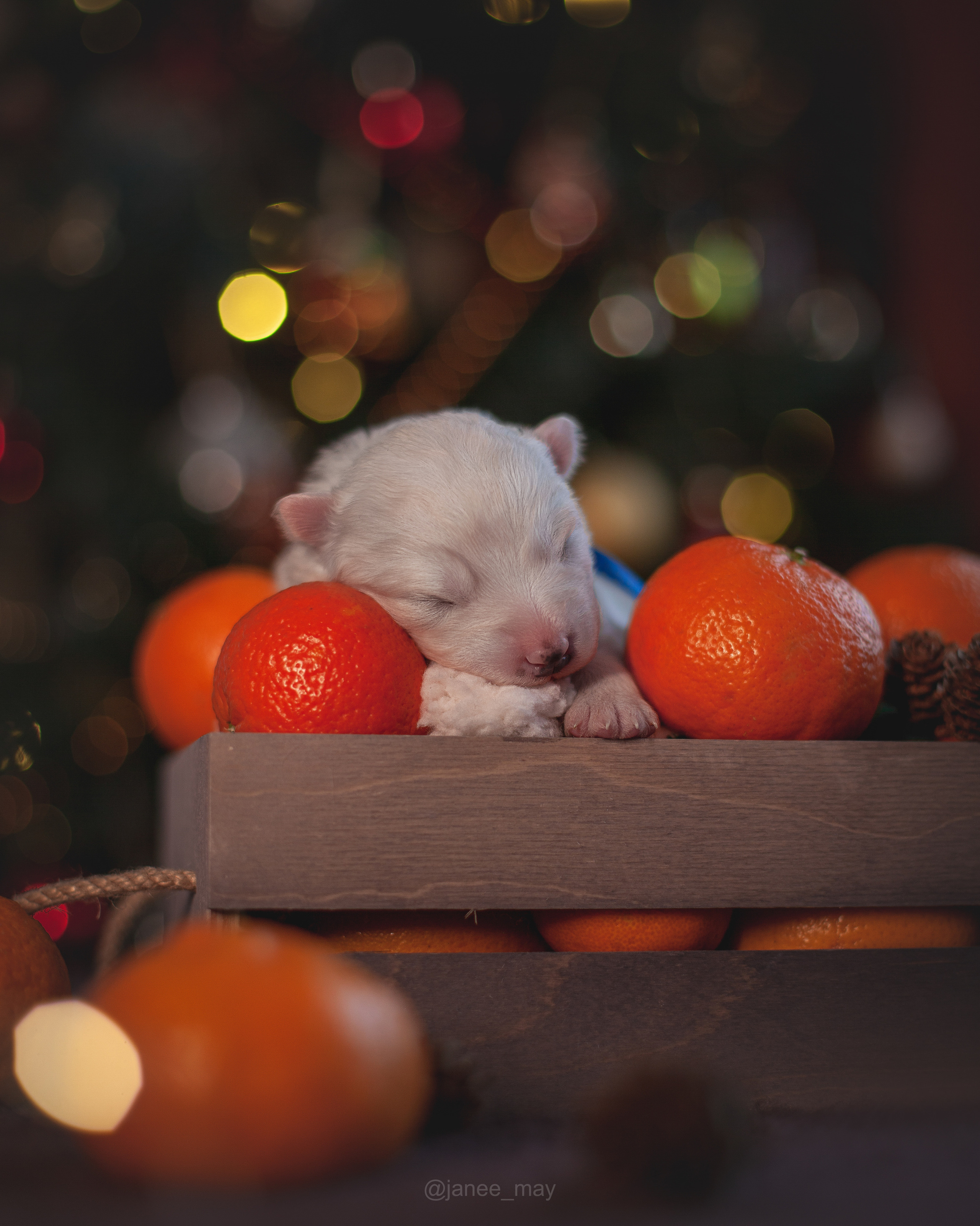 Фотосъемка щенков. Фотограф анималист в Москве Майорова Евгения