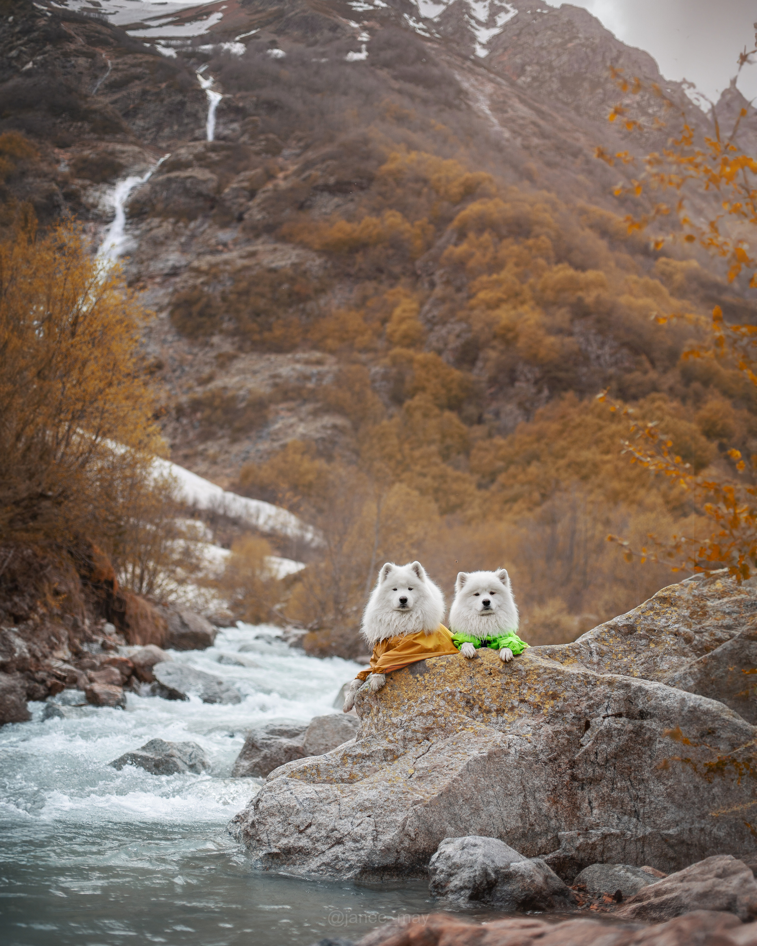 Фото собак, животных осенью. Фотограф анималист в Москве Майорова Евгения