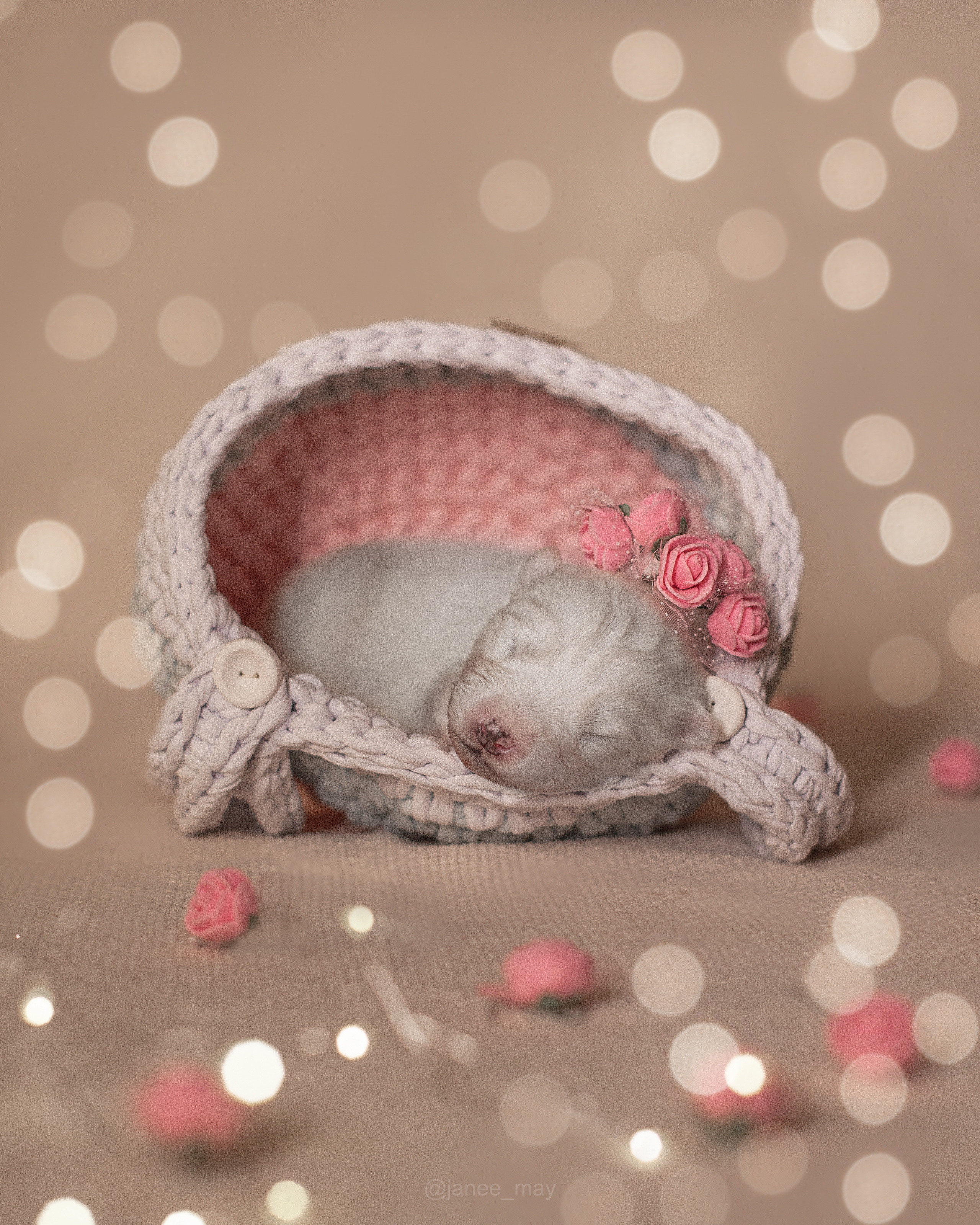 Фотосъемка щенков. Фотограф анималист в Москве Майорова Евгения