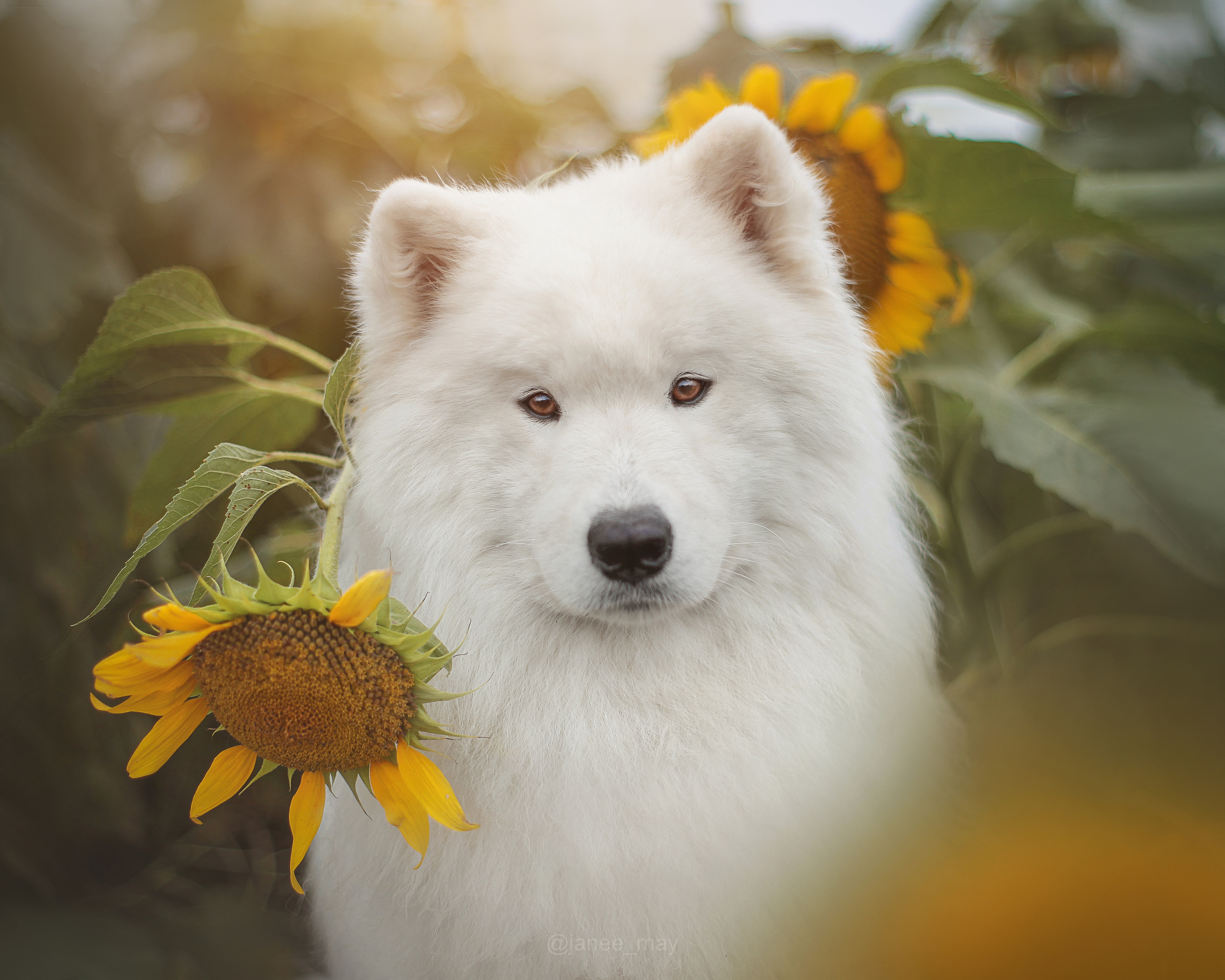 Фото собак, животных летом. Фотограф анималист в Москве Майорова Евгения