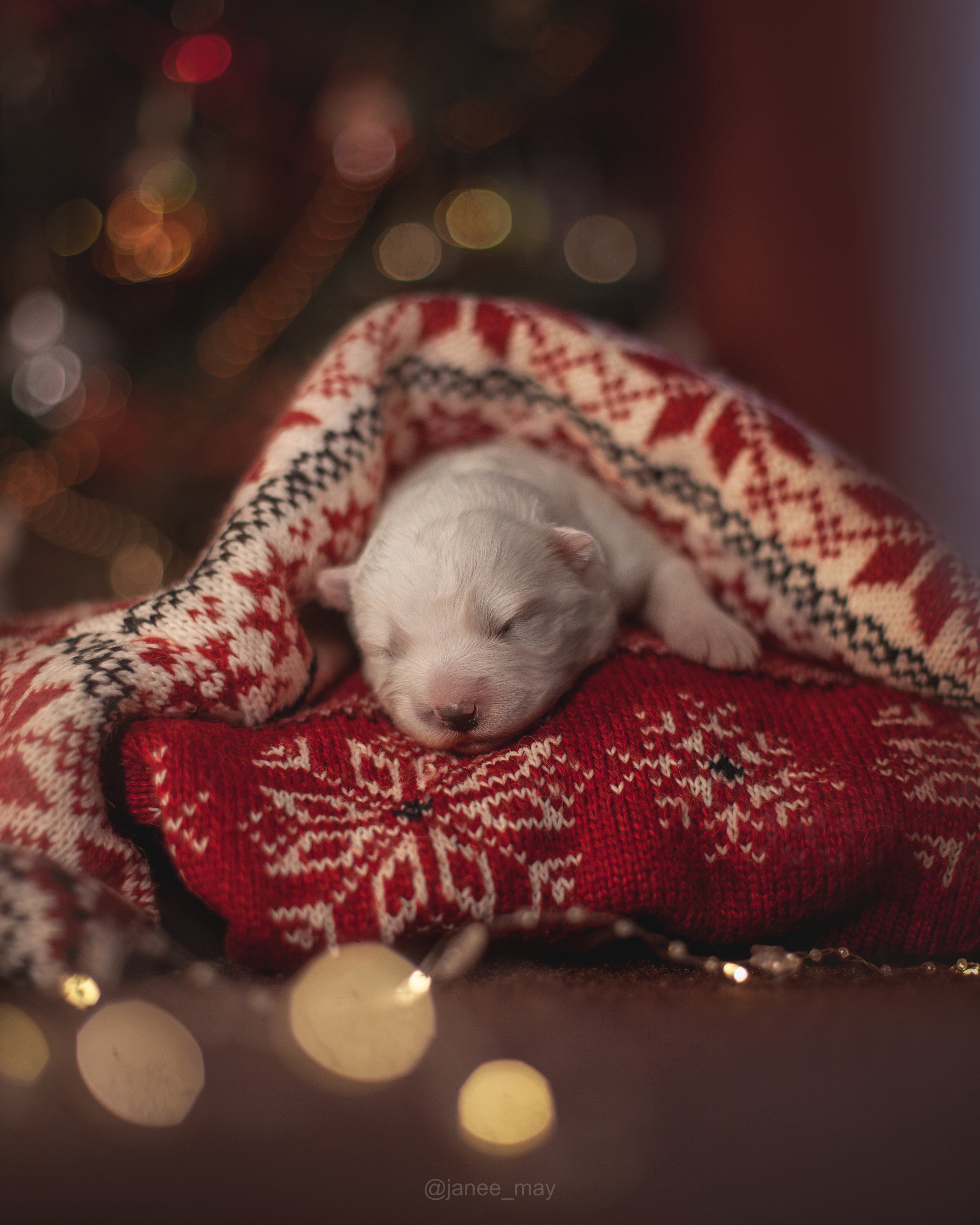 Фотосъемка щенков. Фотограф анималист в Москве Майорова Евгения