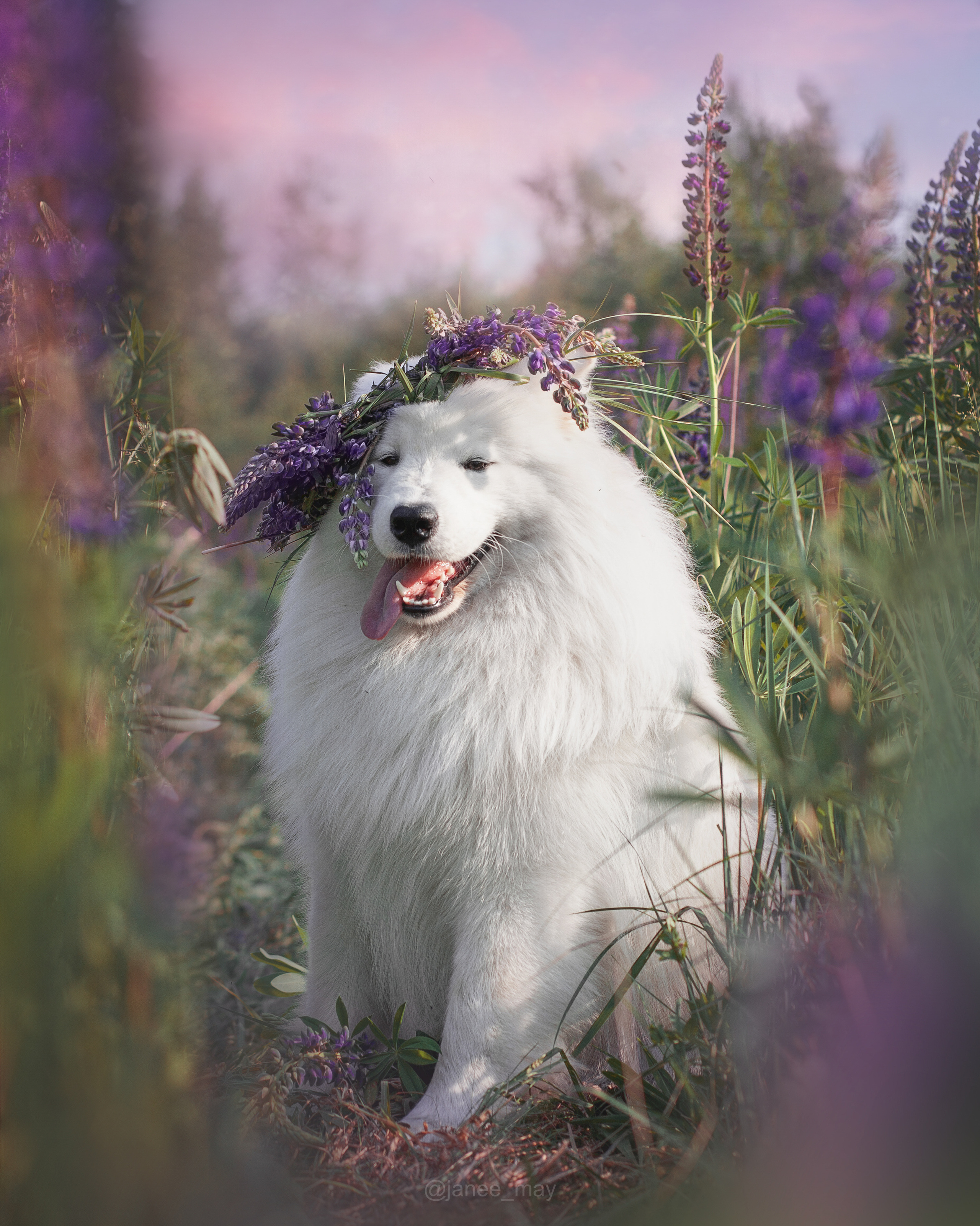 Фото собак, животных летом. Фотограф анималист в Москве Майорова Евгения