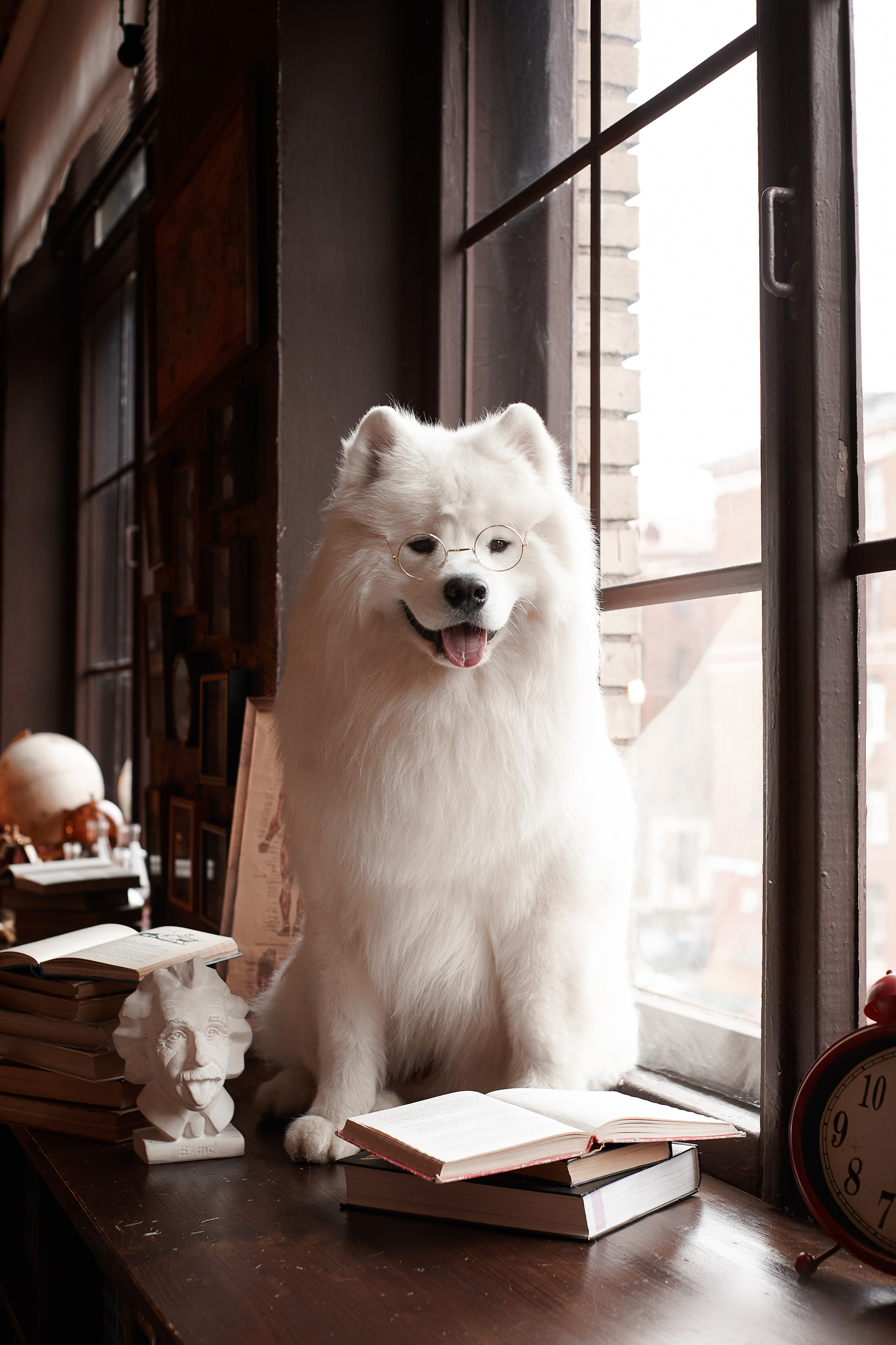 Фотосъемка собак в студии. Фотограф анималист в Москве Майорова Евгения