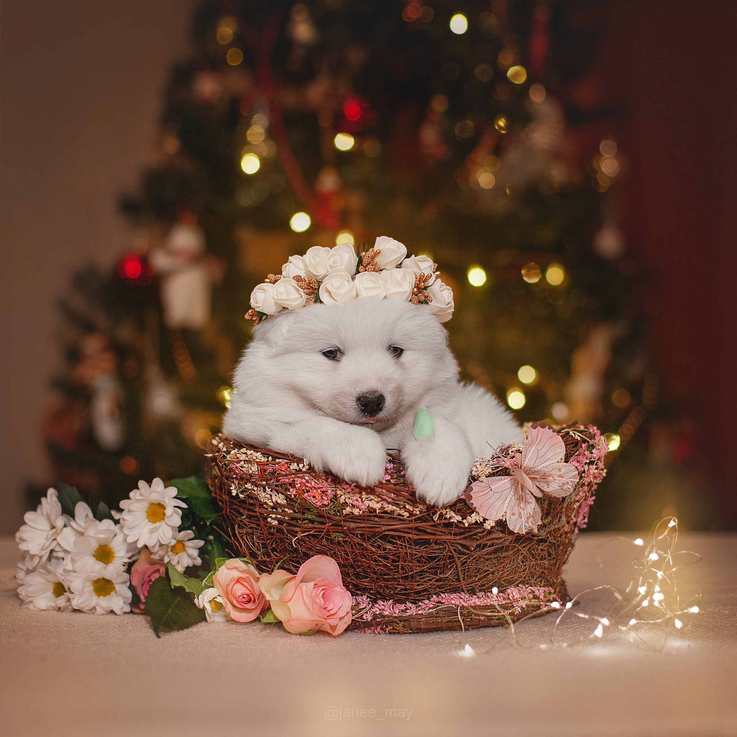 Фотосъемка щенков. Фотограф анималист в Москве Майорова Евгения