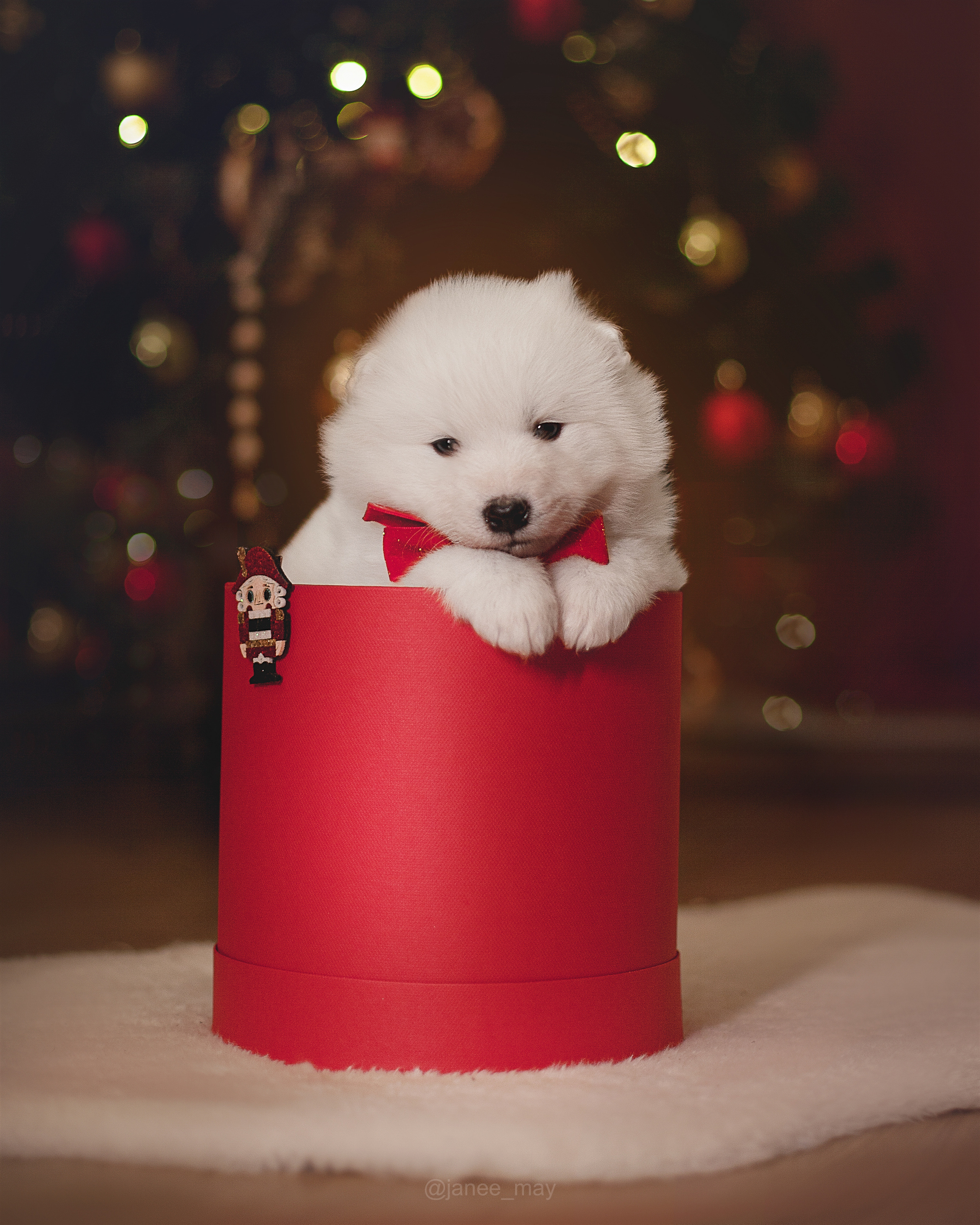 Фотосъемка щенков. Фотограф анималист в Москве Майорова Евгения