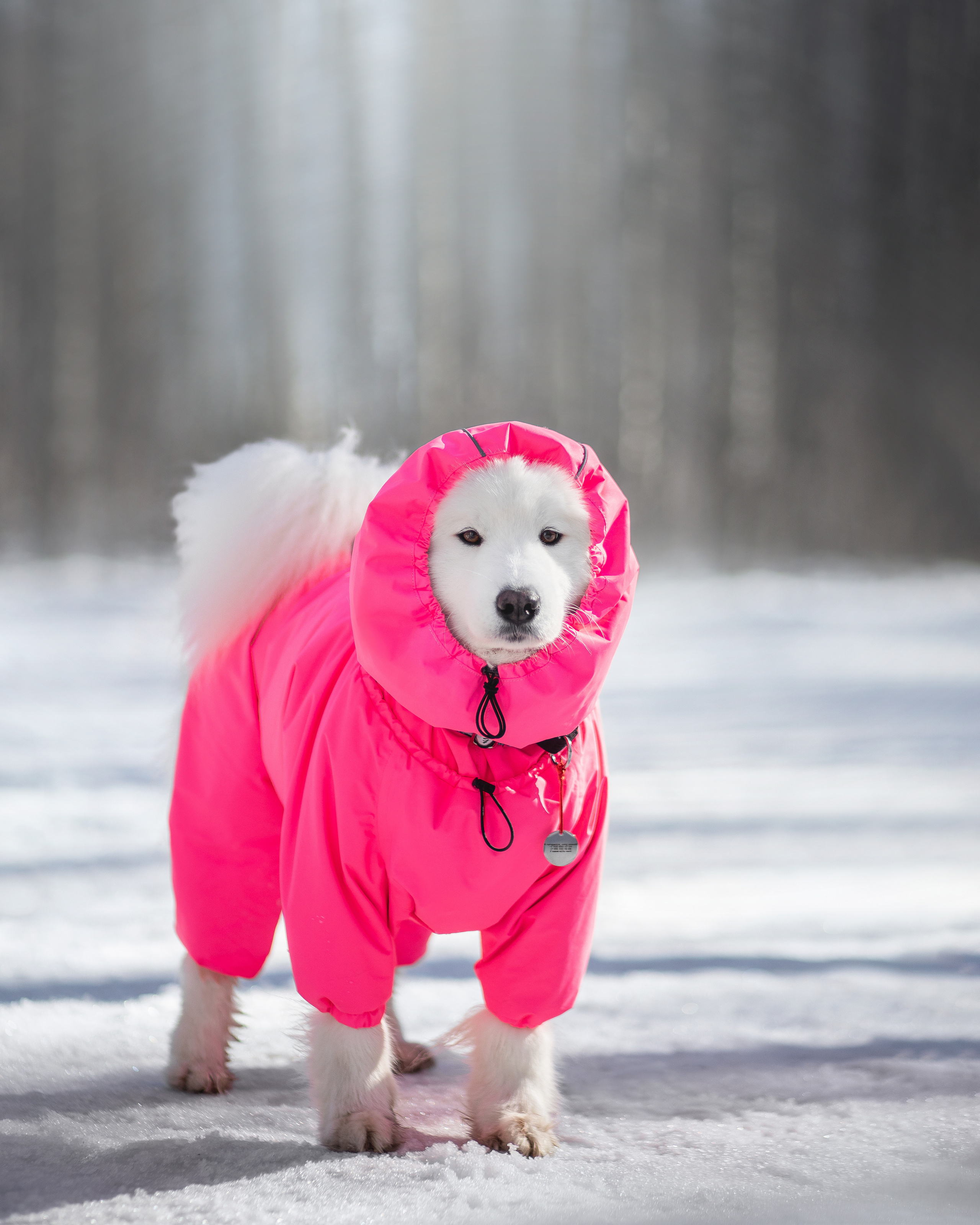 Фото собак, животных зимой. Фотограф анималист в Москве Майорова Евгения