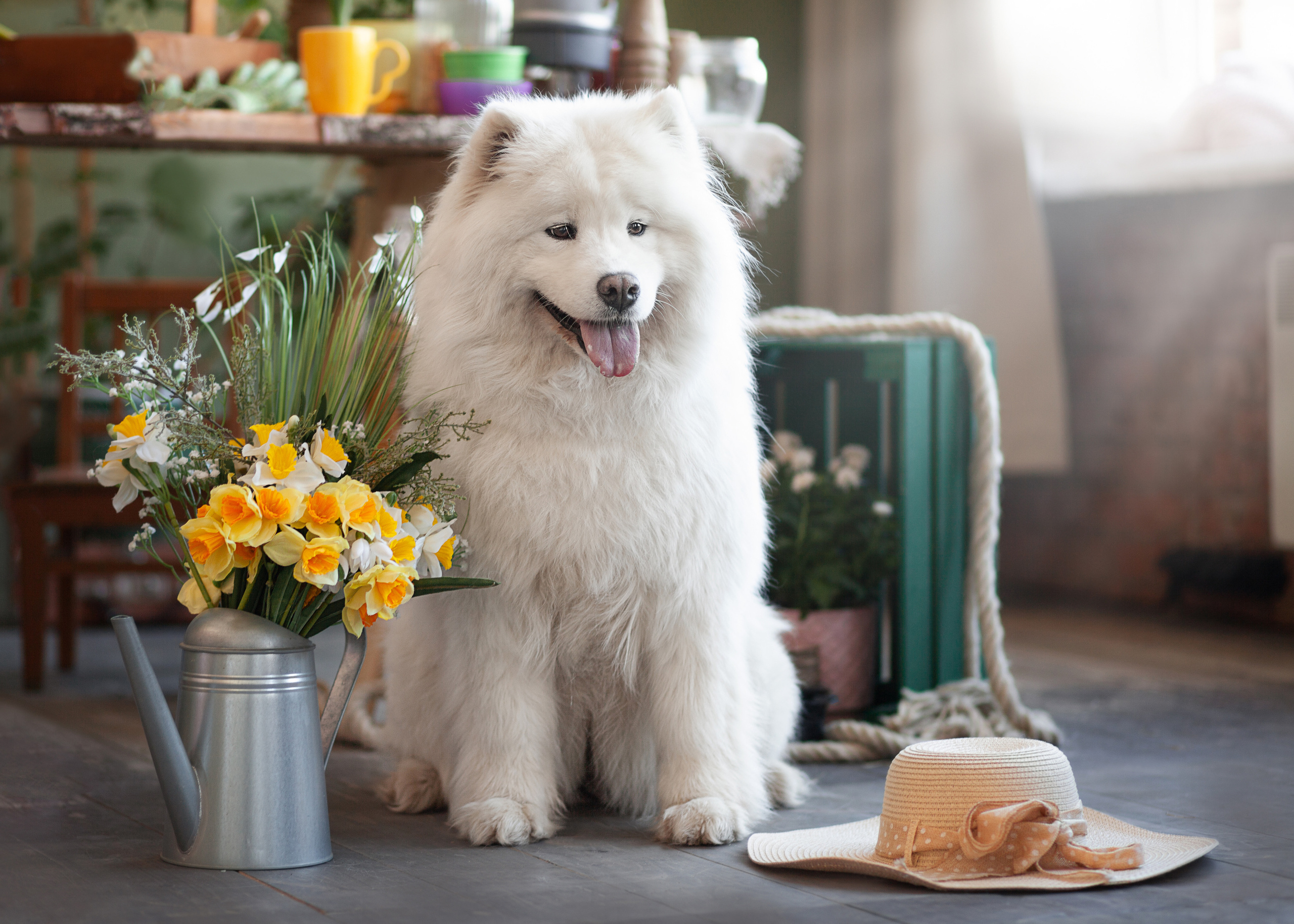 Фотосъемка собак в студии. Фотограф анималист в Москве Майорова Евгения