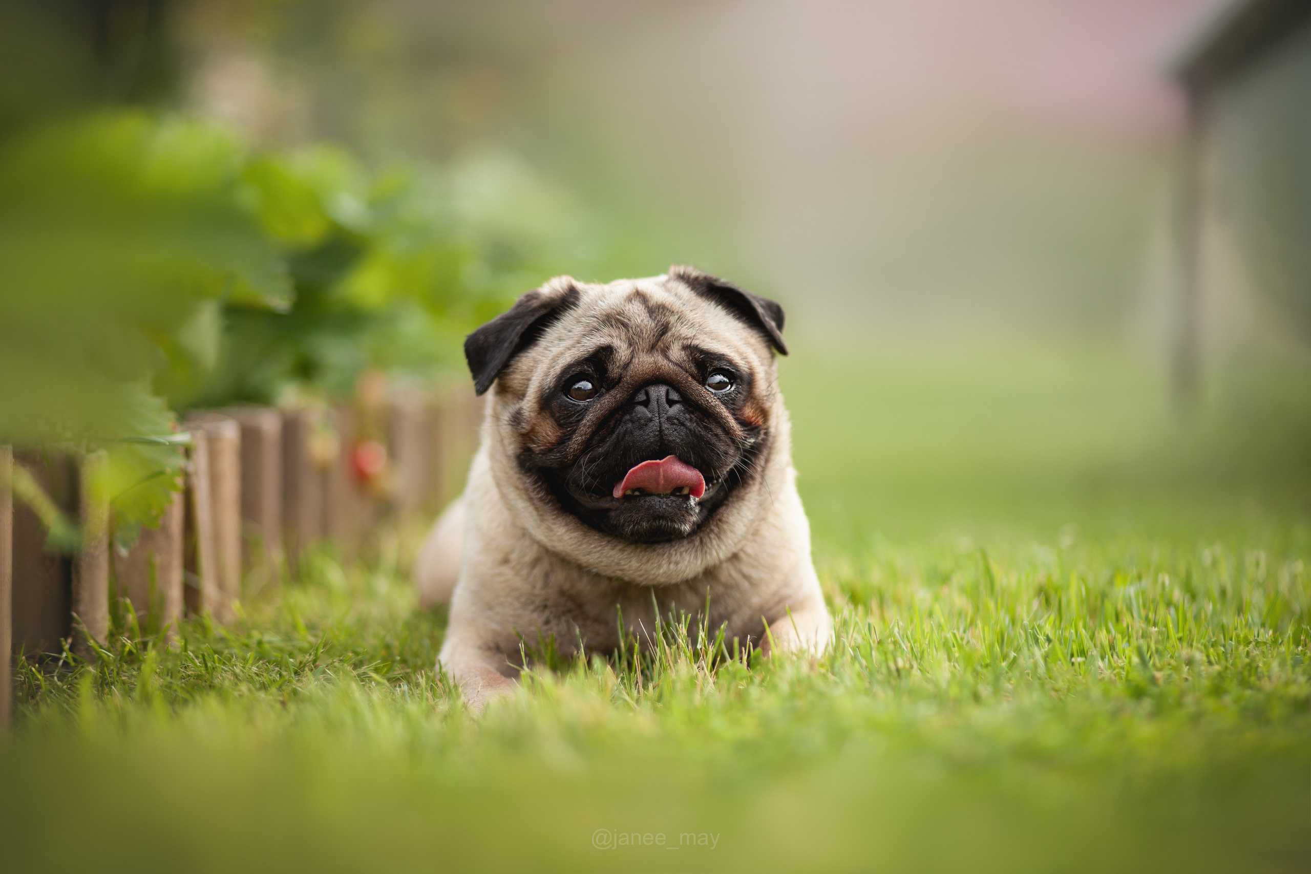 Фото собак, животных летом. Фотограф анималист в Москве Майорова Евгения