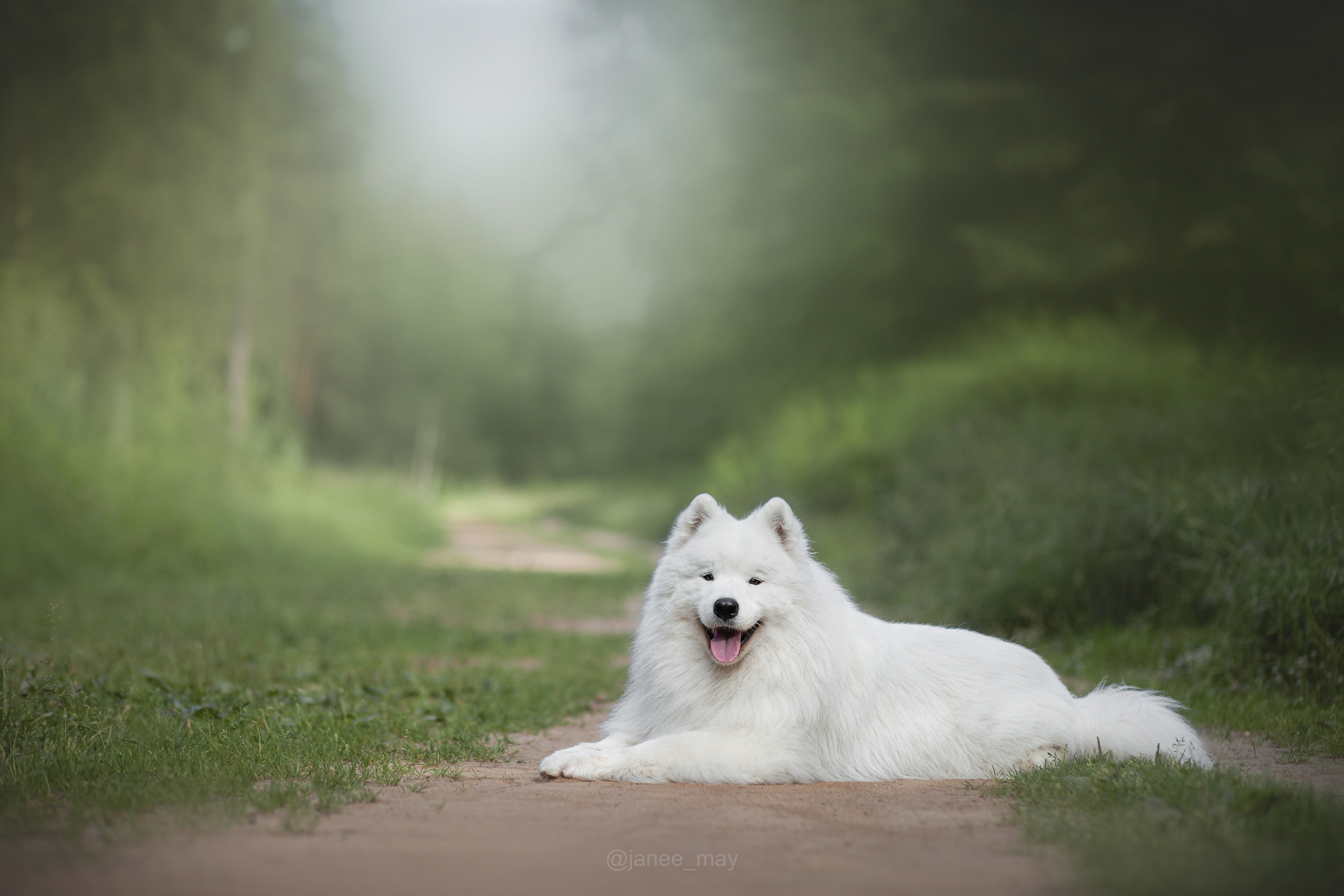 Фото собак, животных летом. Фотограф анималист в Москве Майорова Евгения