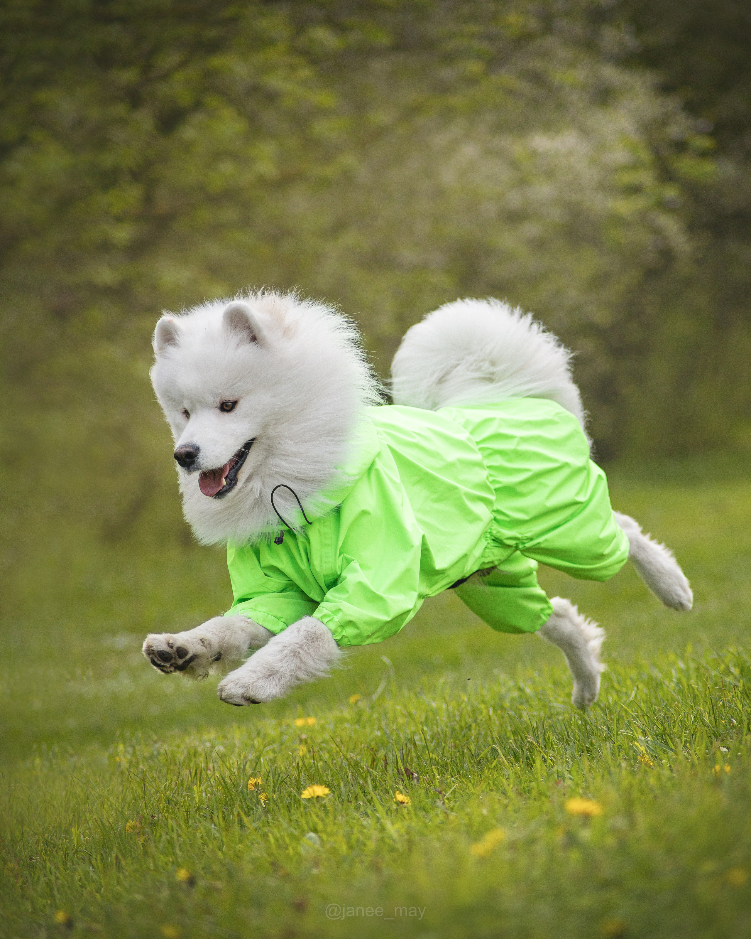 Фото собак, животных весной. Фотограф анималист в Москве Майорова Евгения