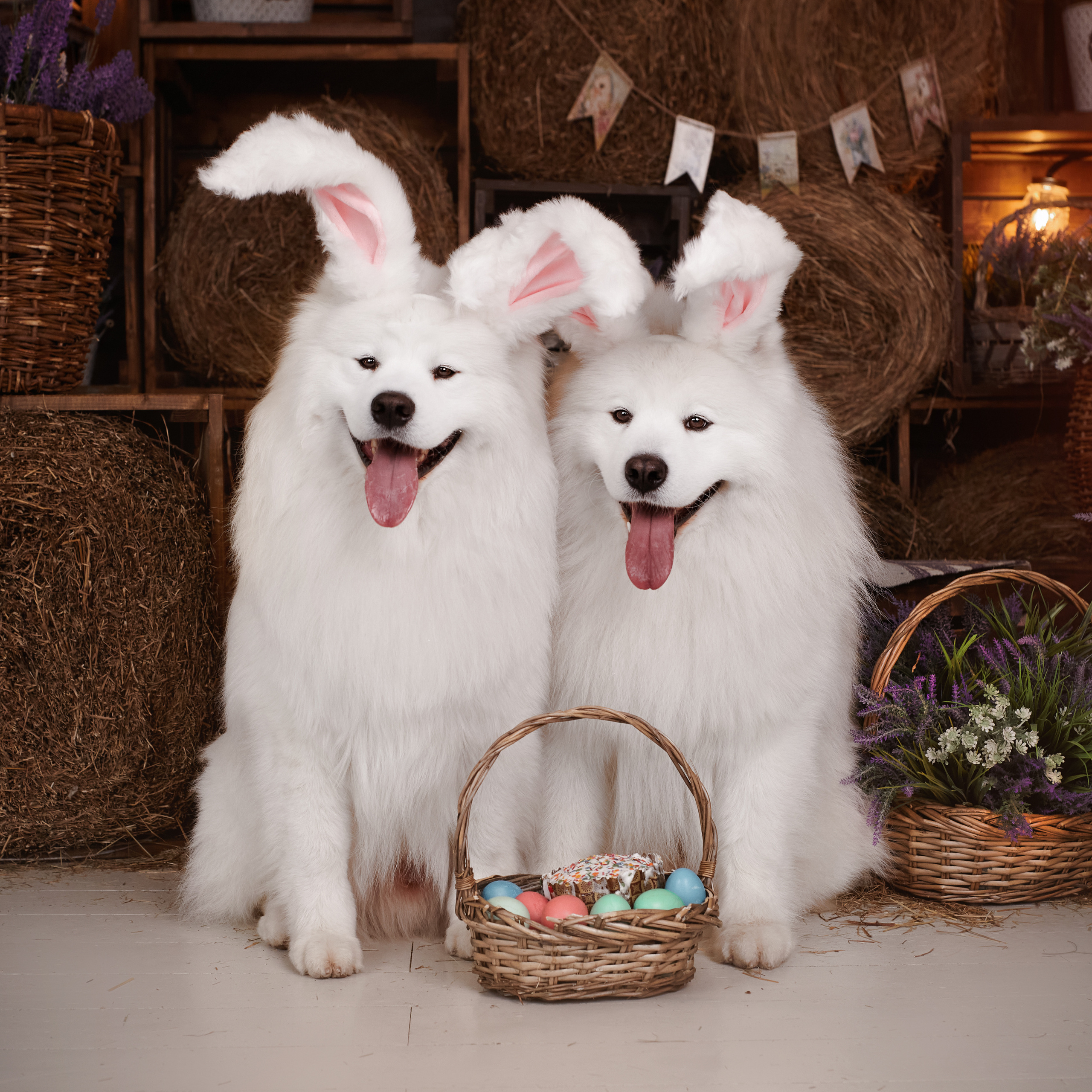 Фотосъемка собак в студии. Фотограф анималист в Москве Майорова Евгения