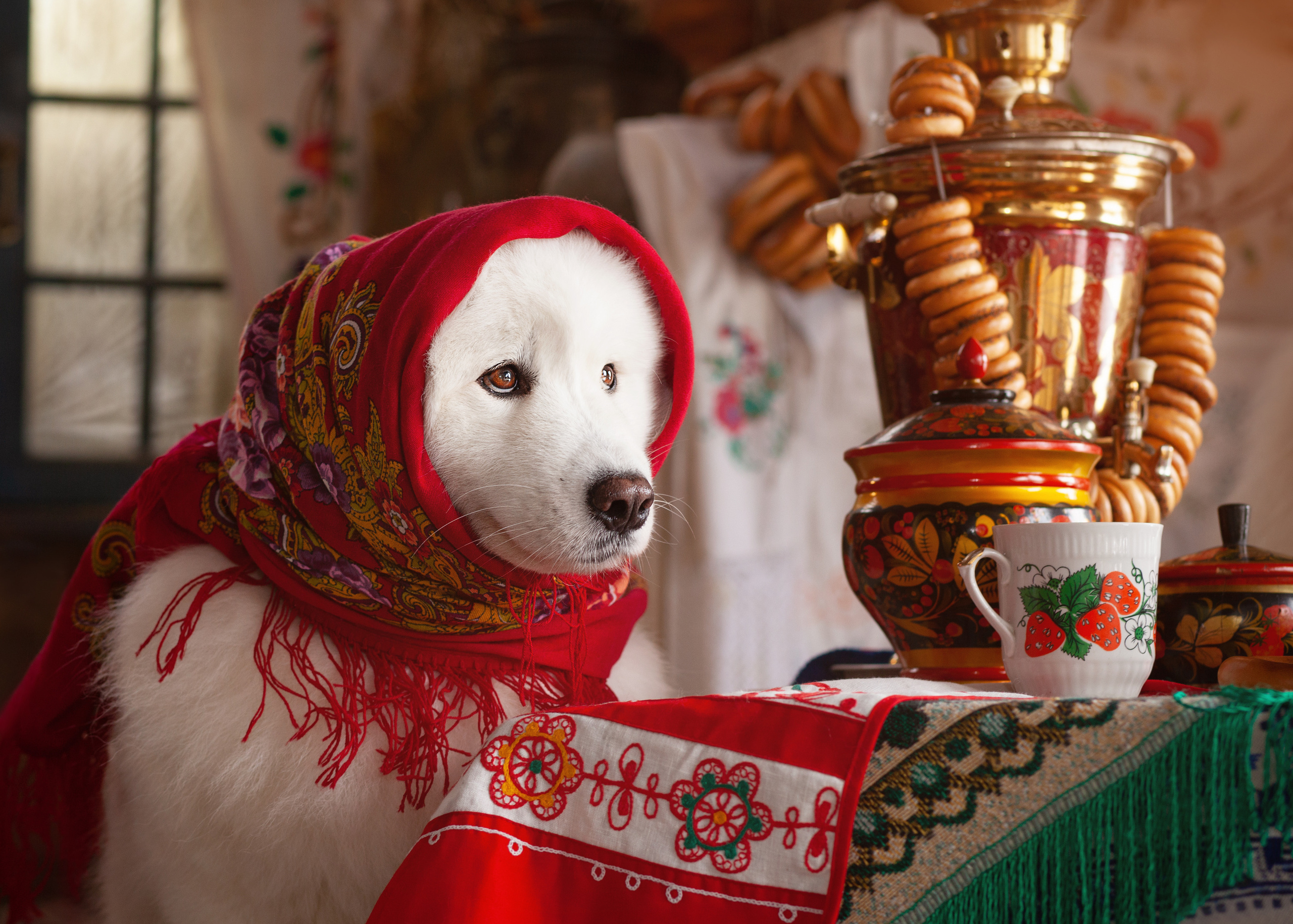 Фотосъемка собак в студии. Фотограф анималист в Москве Майорова Евгения