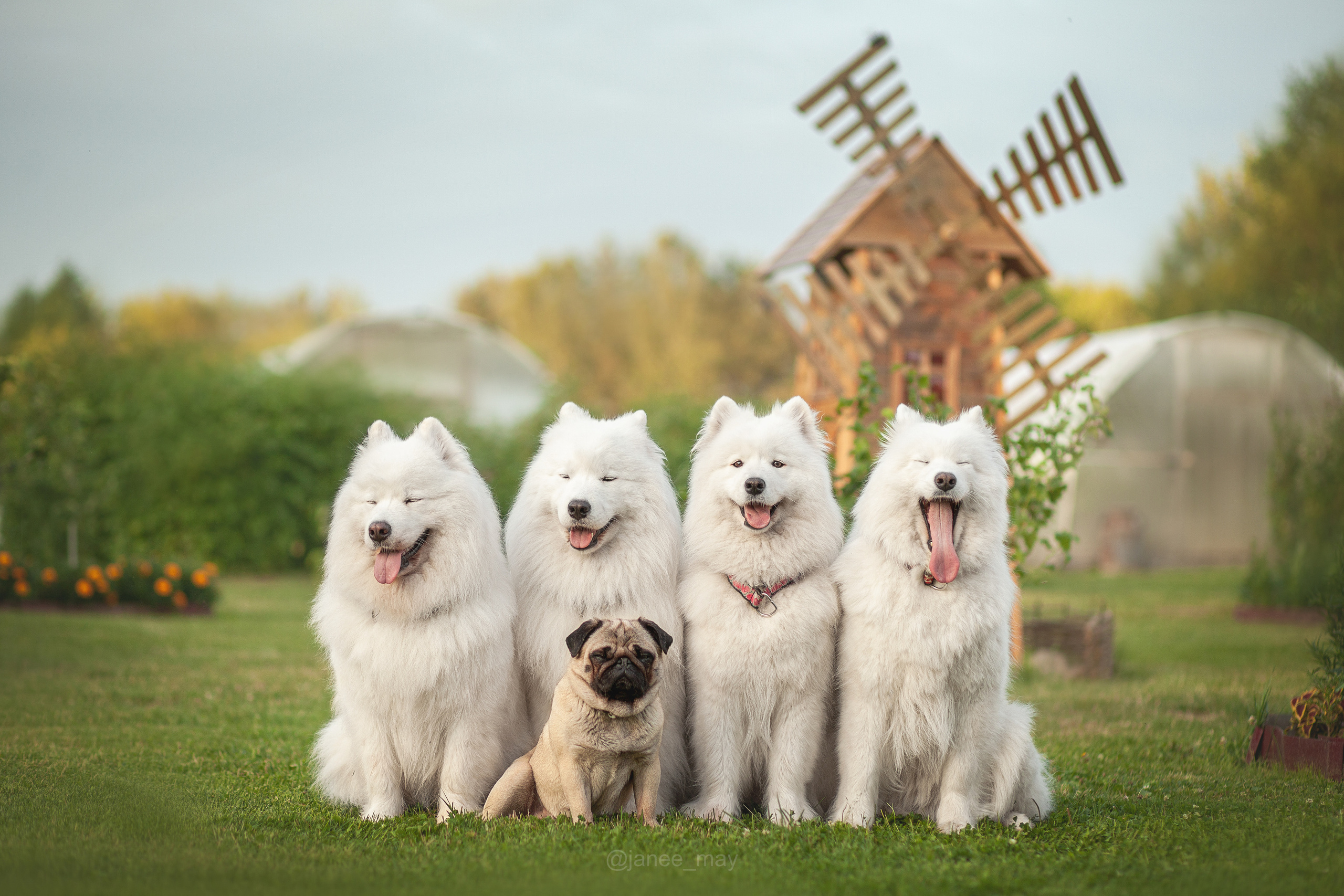Фото собак, животных летом. Фотограф анималист в Москве Майорова Евгения