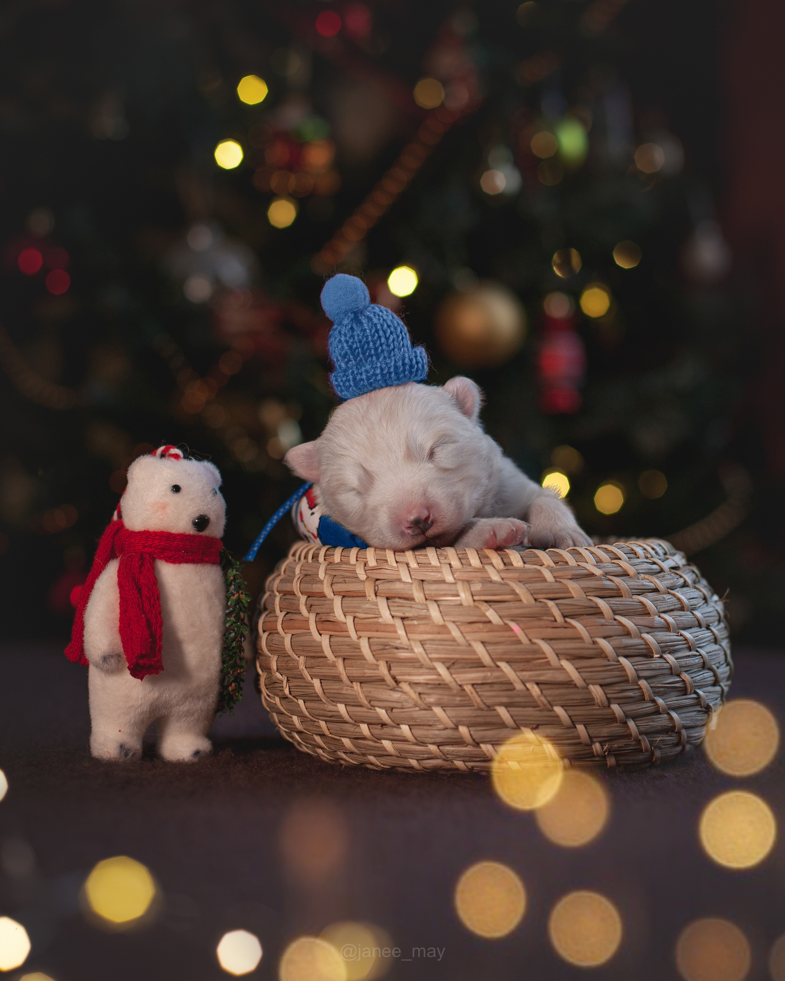 Фотосъемка щенков. Фотограф анималист в Москве Майорова Евгения