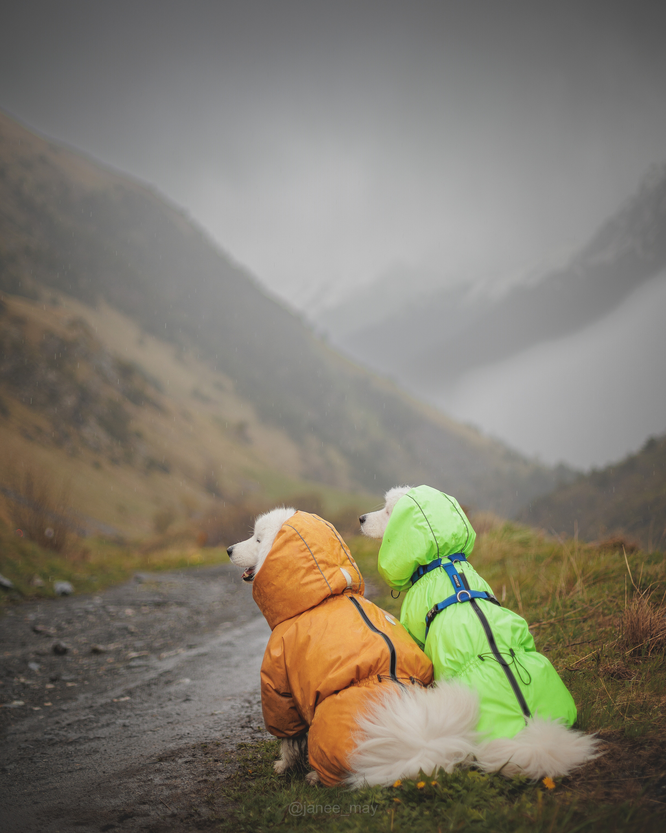 Фото собак, животных летом. Фотограф анималист в Москве Майорова Евгения