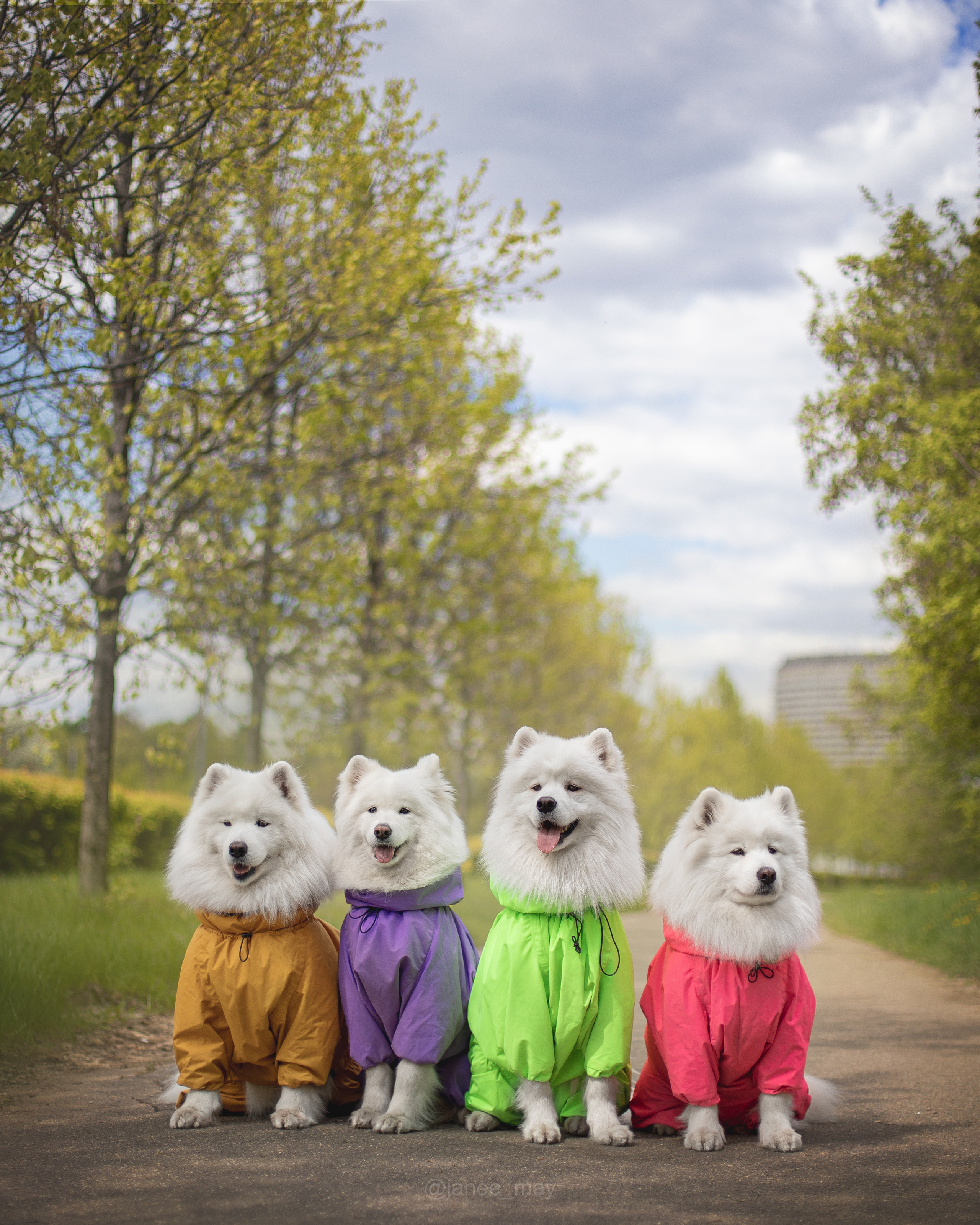 Фото собак, животных весной. Фотограф анималист в Москве Майорова Евгения
