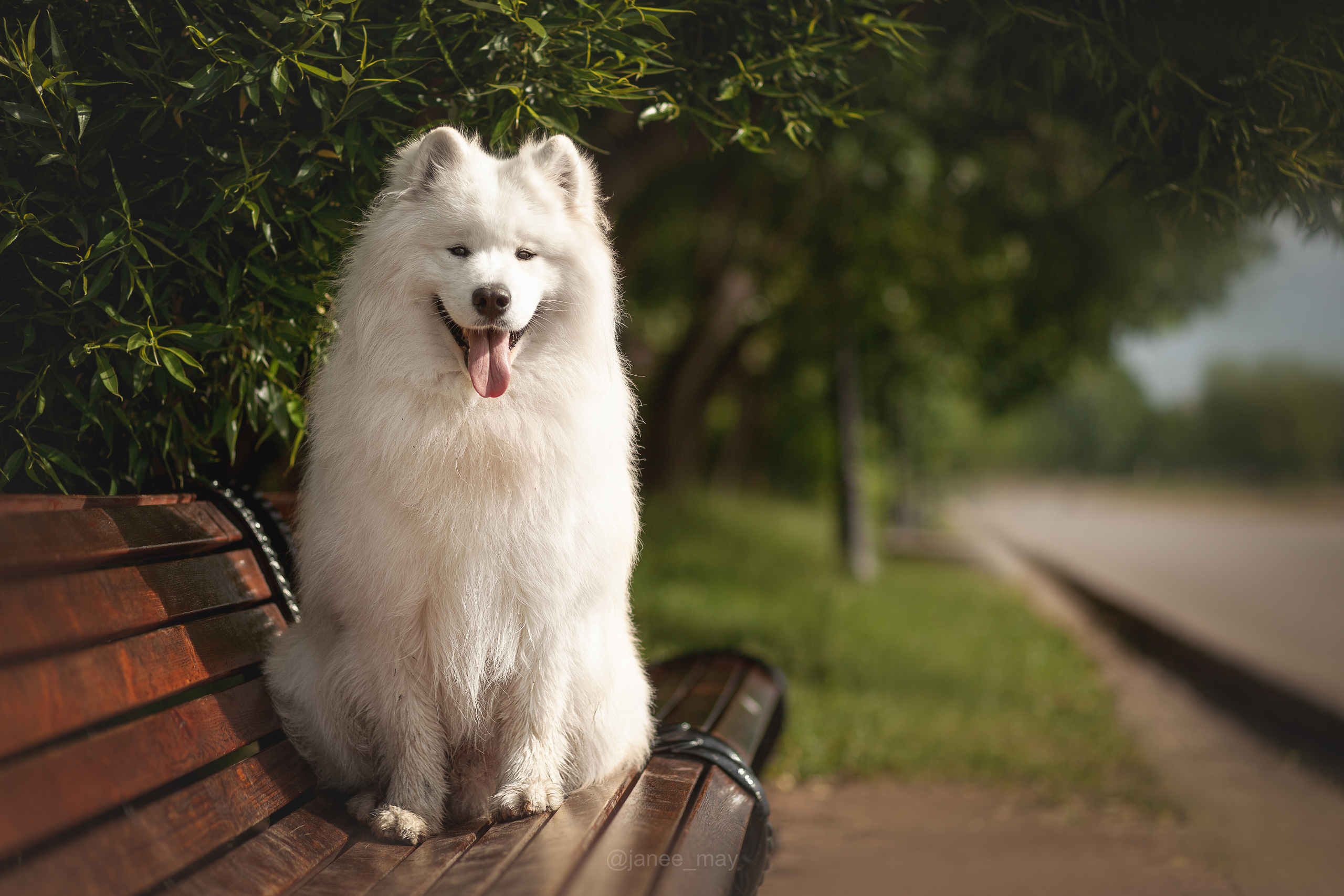Фото собак, животных летом. Фотограф анималист в Москве Майорова Евгения