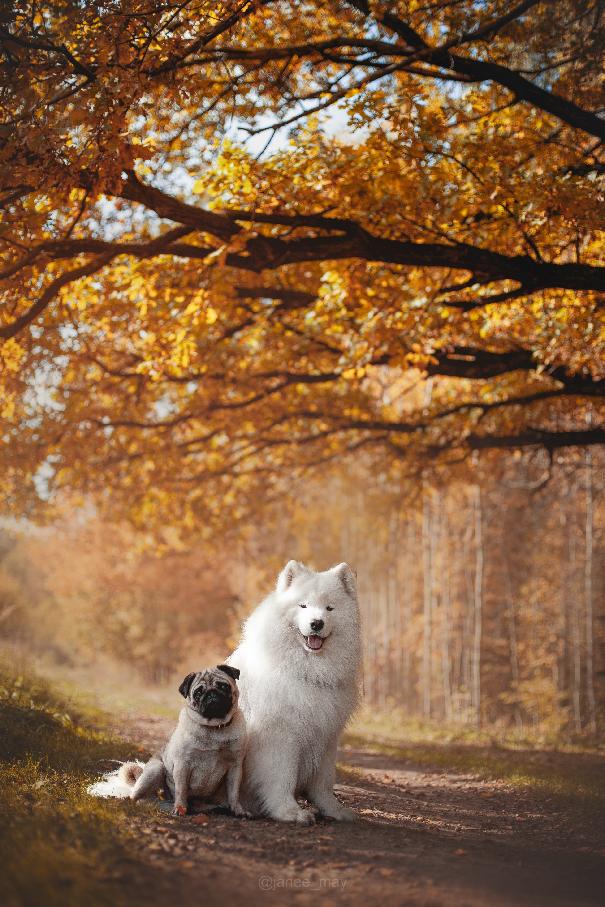 Фото собак, животных осенью. Фотограф анималист в Москве Майорова Евгения