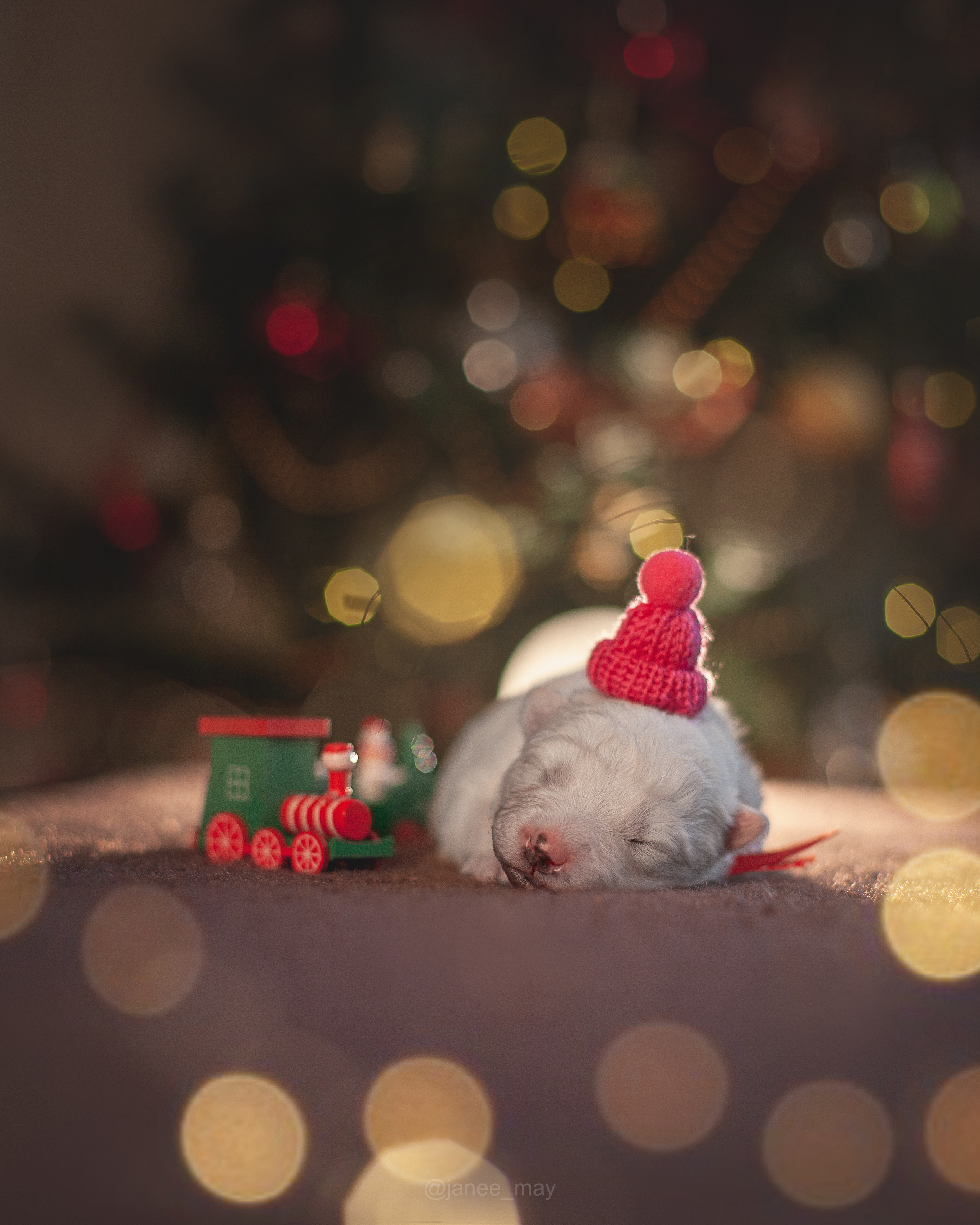 Фотосъемка щенков. Фотограф анималист в Москве Майорова Евгения