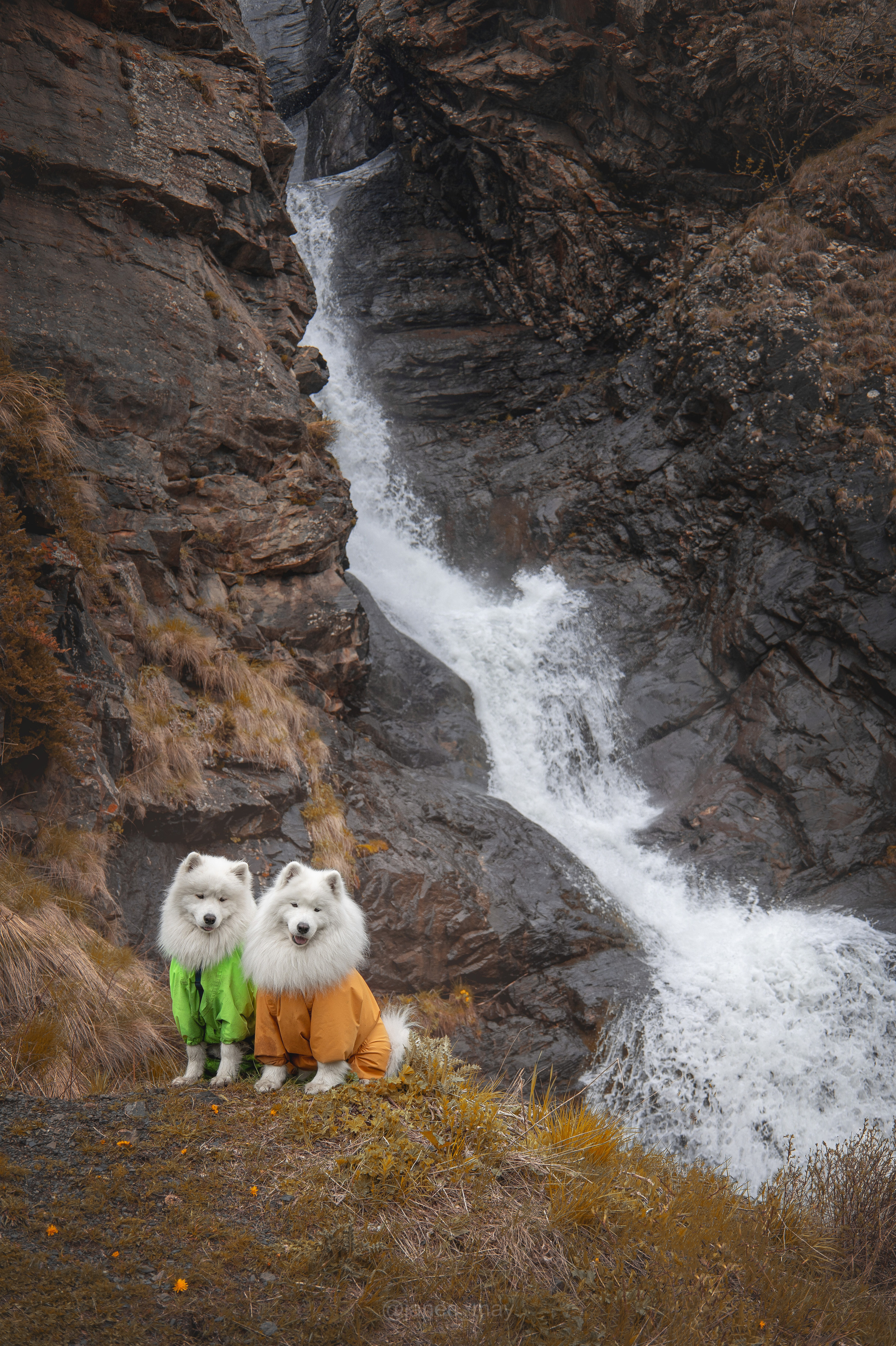 Фото собак, животных летом. Фотограф анималист в Москве Майорова Евгения