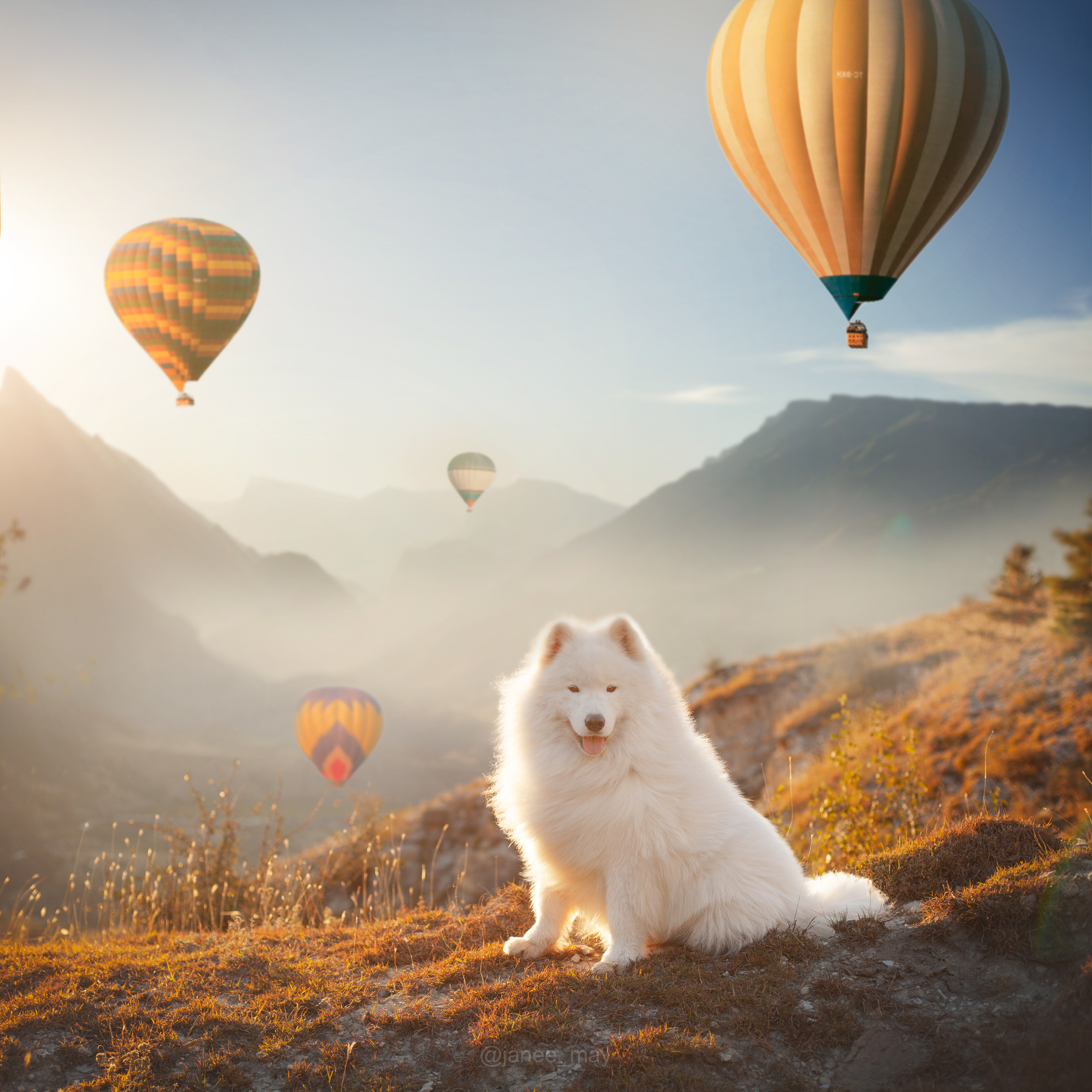 Фото собак, животных осенью. Фотограф анималист в Москве Майорова Евгения