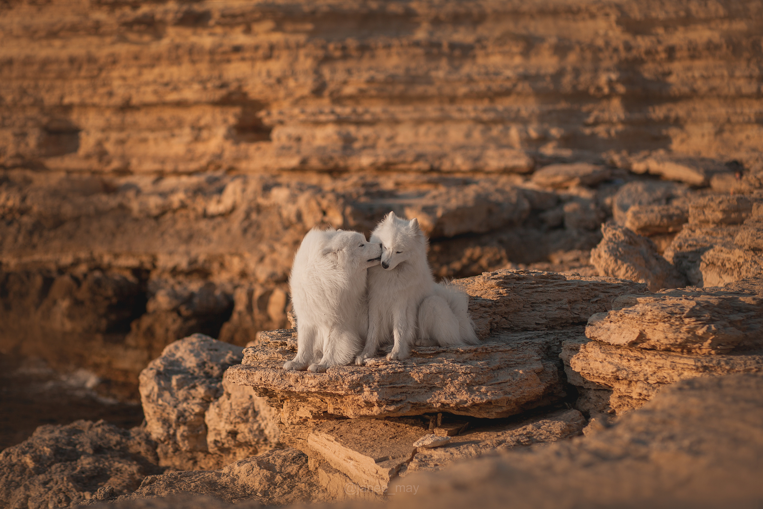 Фото собак, животных летом. Фотограф анималист в Москве Майорова Евгения
