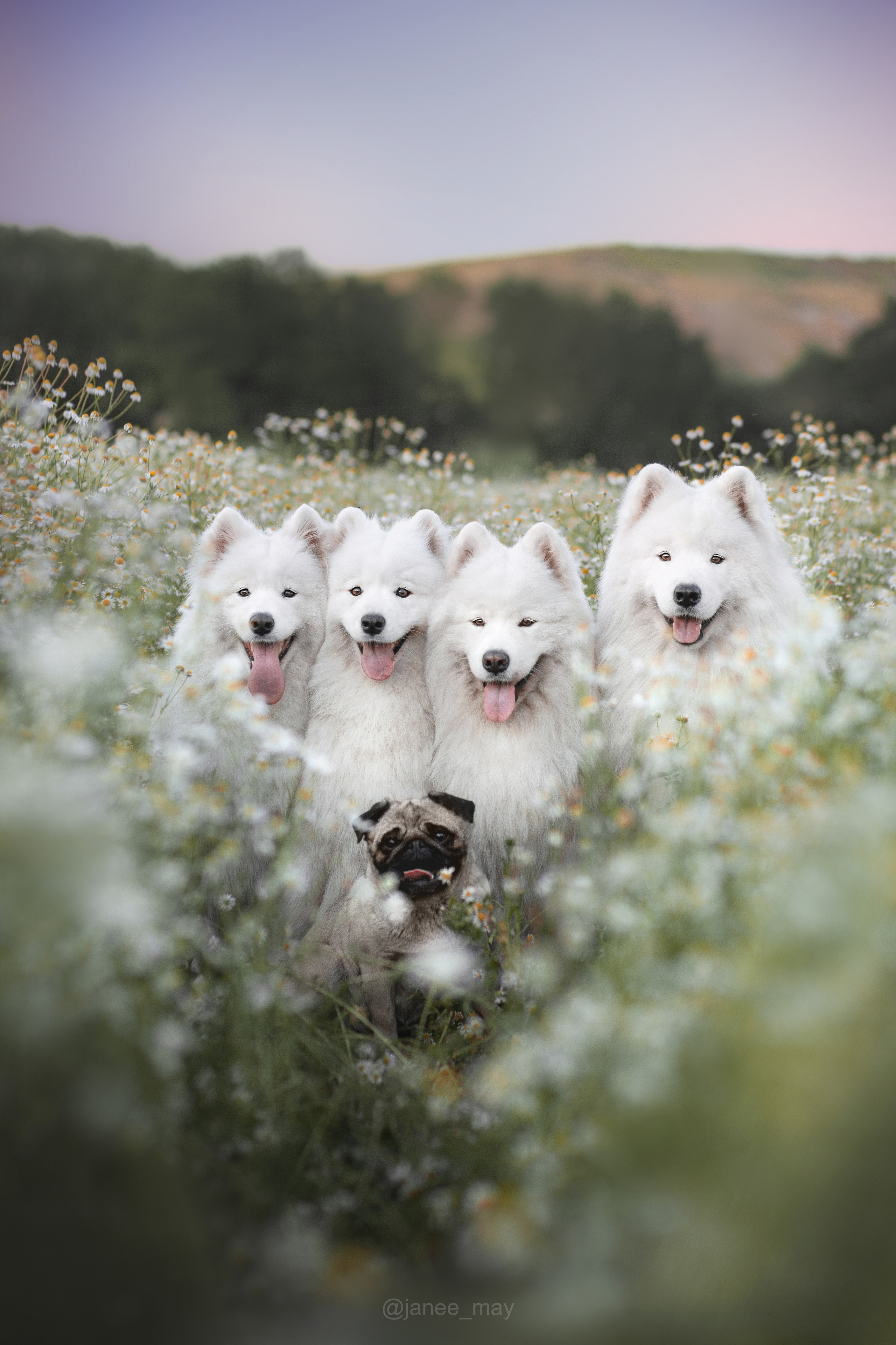 Фото собак, животных весной. Фотограф анималист в Москве Майорова Евгения